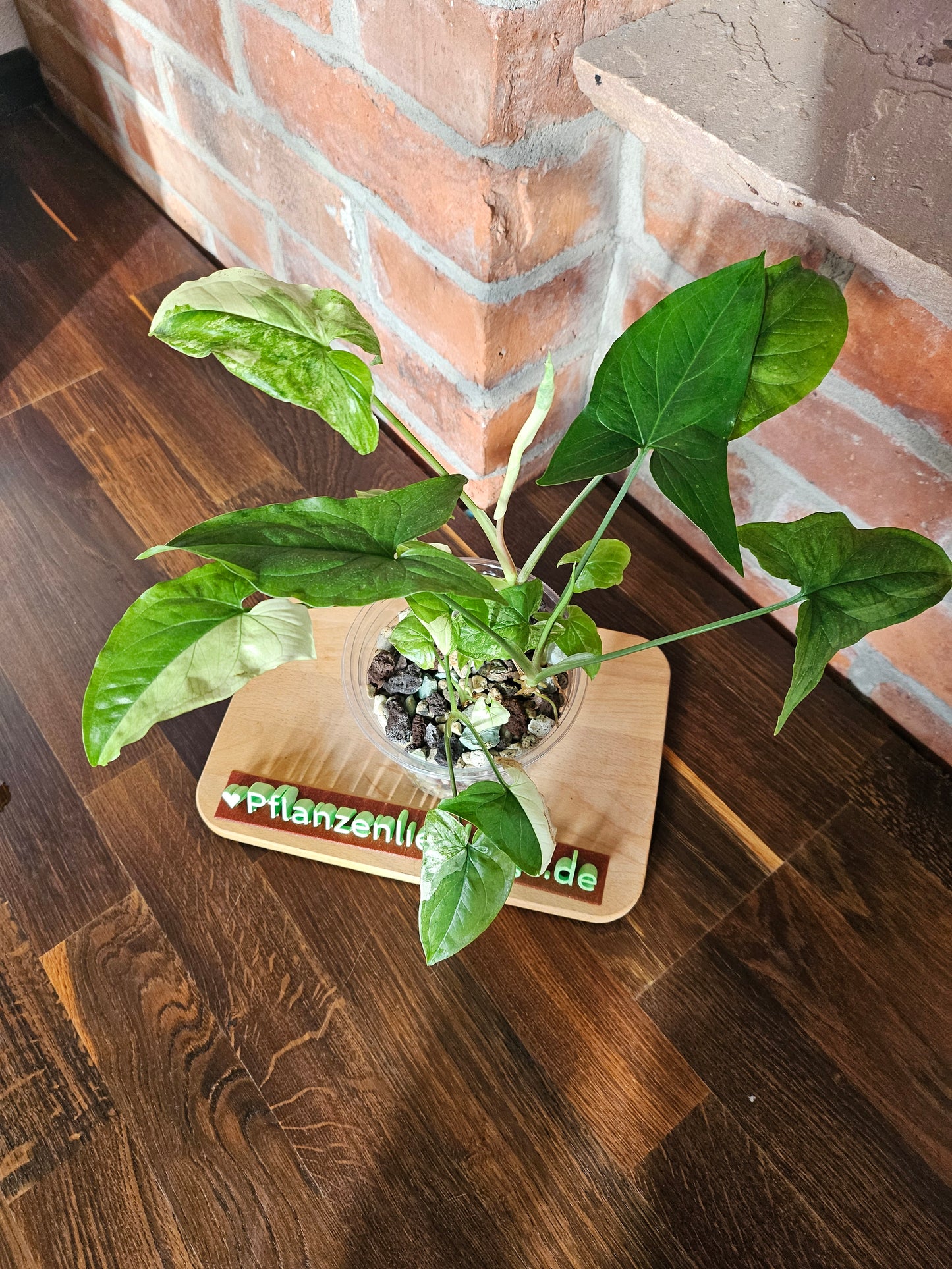 Syngonium albo variegata Pflanze