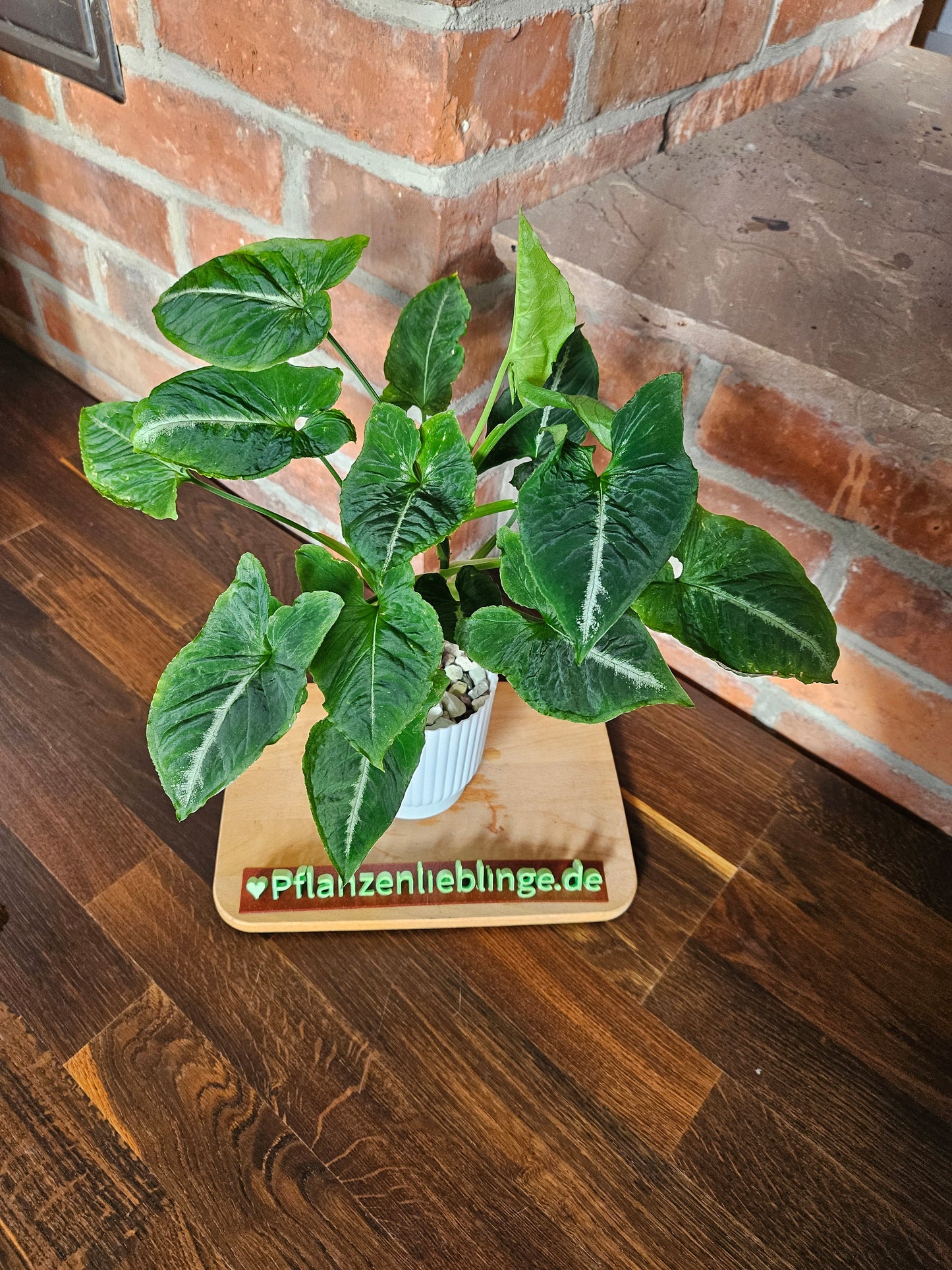 Syngonium scrambled eggs vergrünt