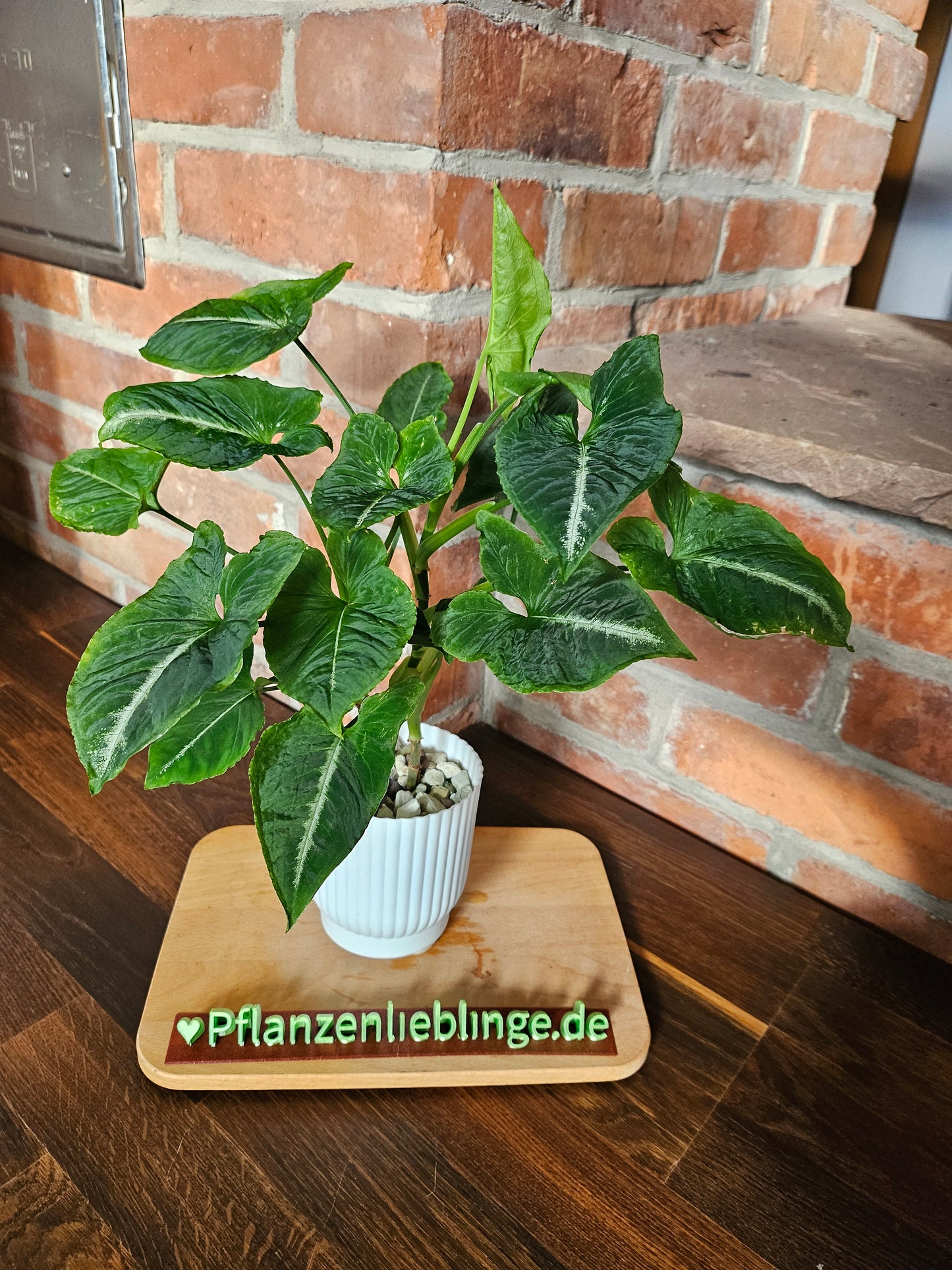 Syngonium scrambled eggs vergrünt