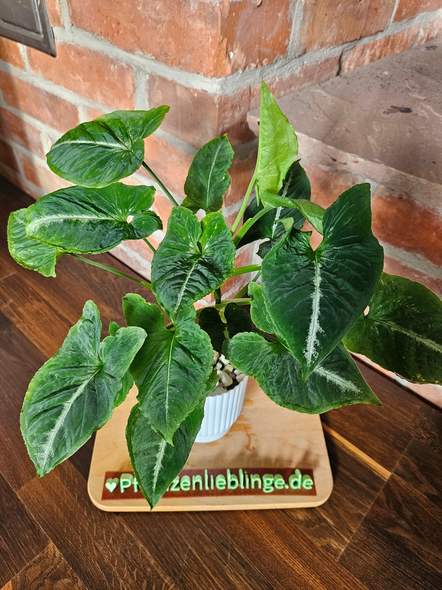 Syngonium scrambled eggs vergrünt