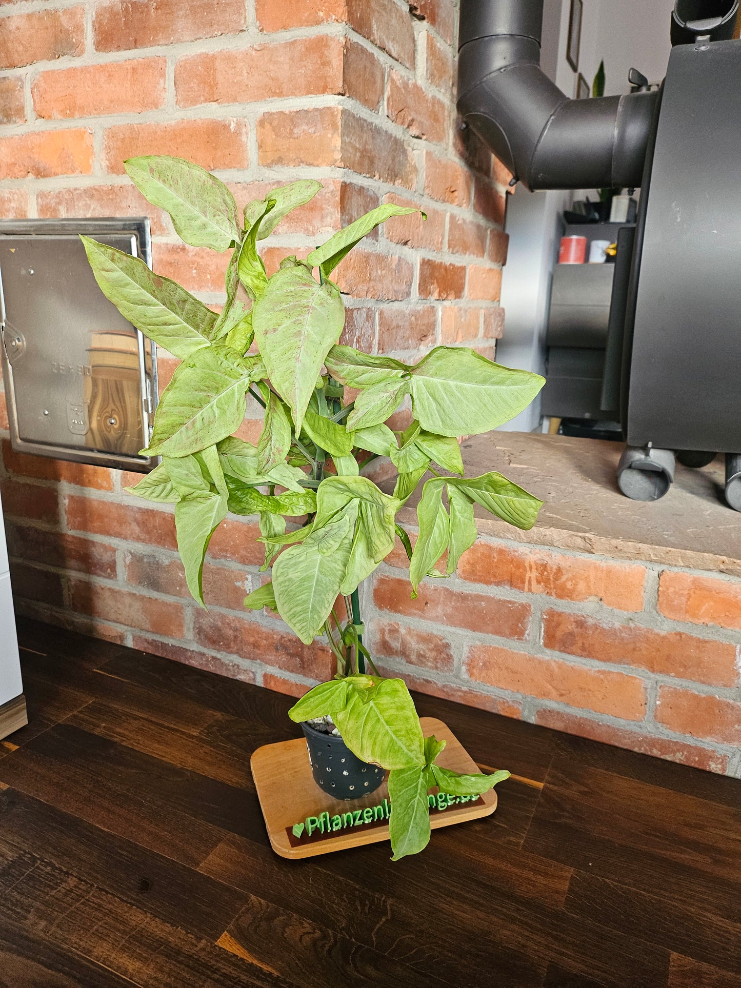 Syngonium Milk Confetti Pflanze XXL