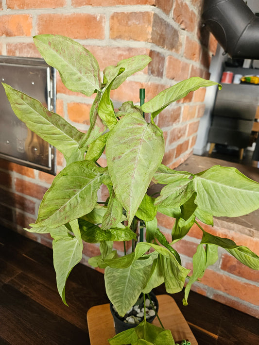 Syngonium Milk Confetti Pflanze XXL