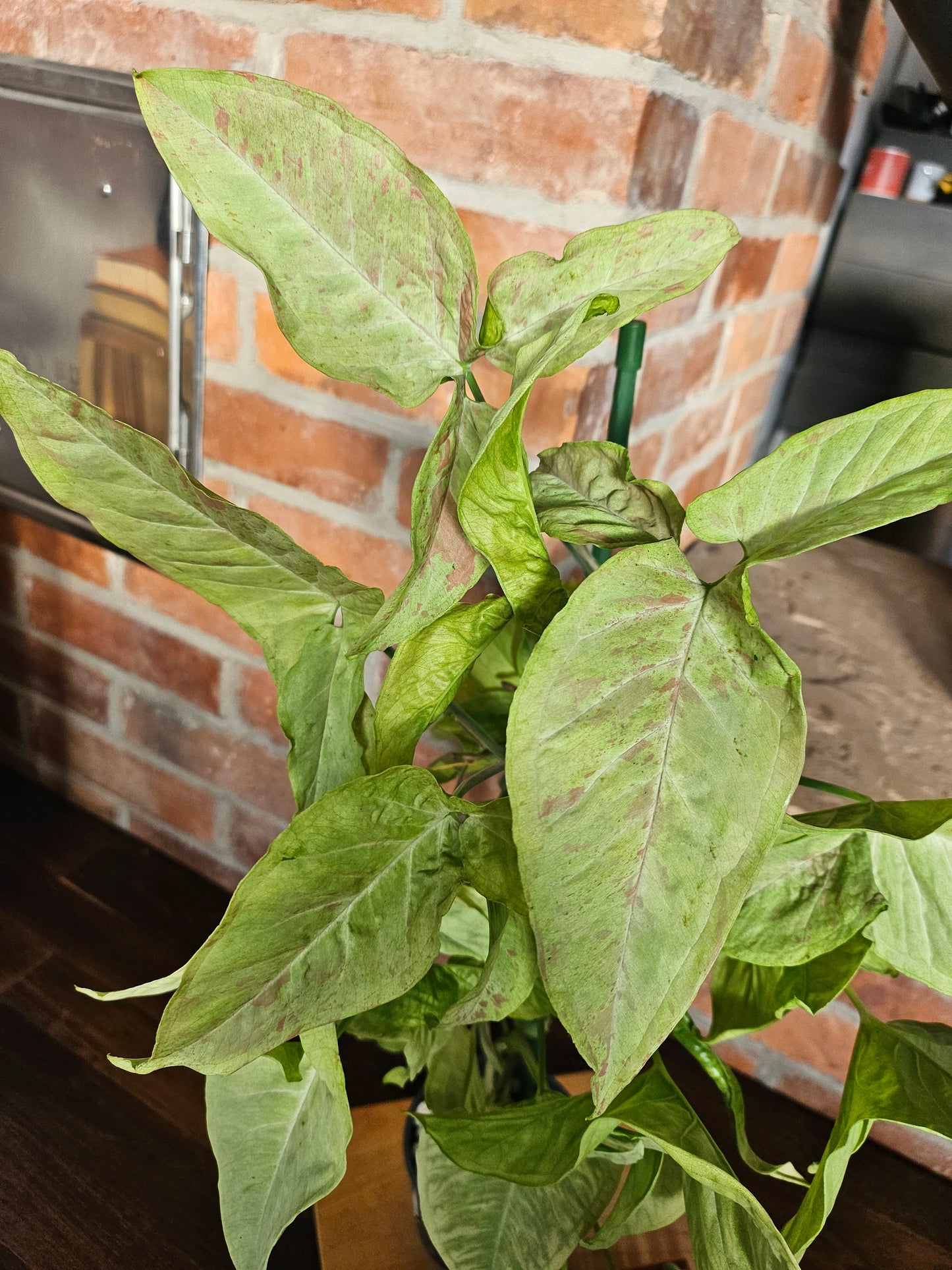 Syngonium Milk Confetti Pflanze XXL