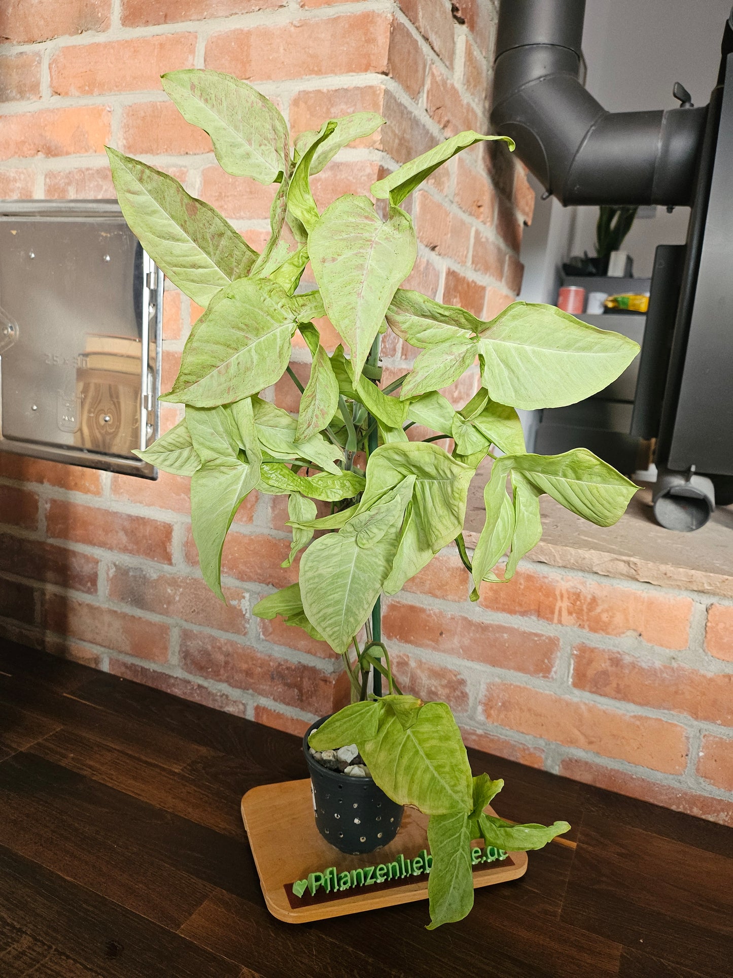 Syngonium Milk Confetti Pflanze XXL