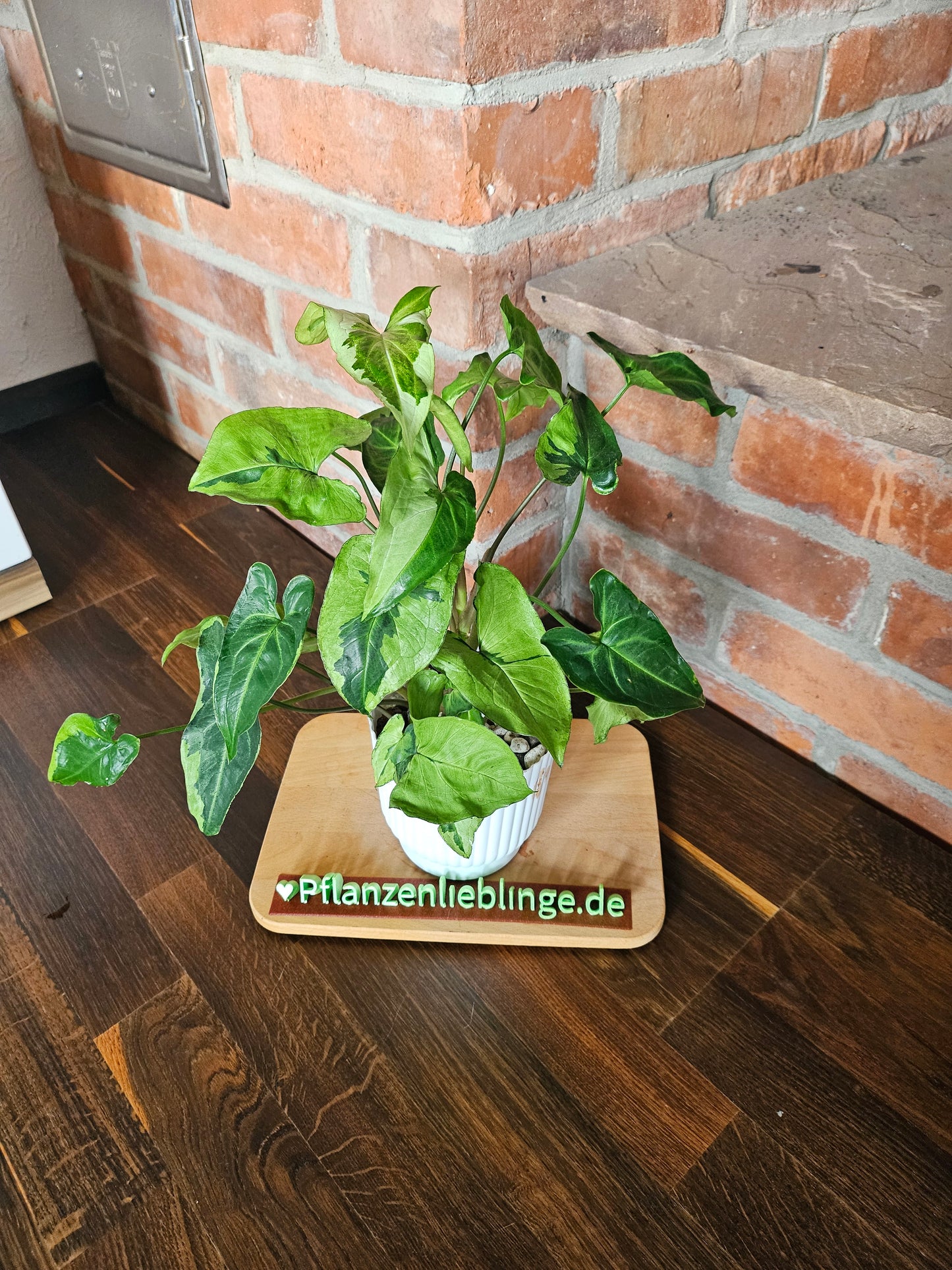 Syngonium three kings Pflanze