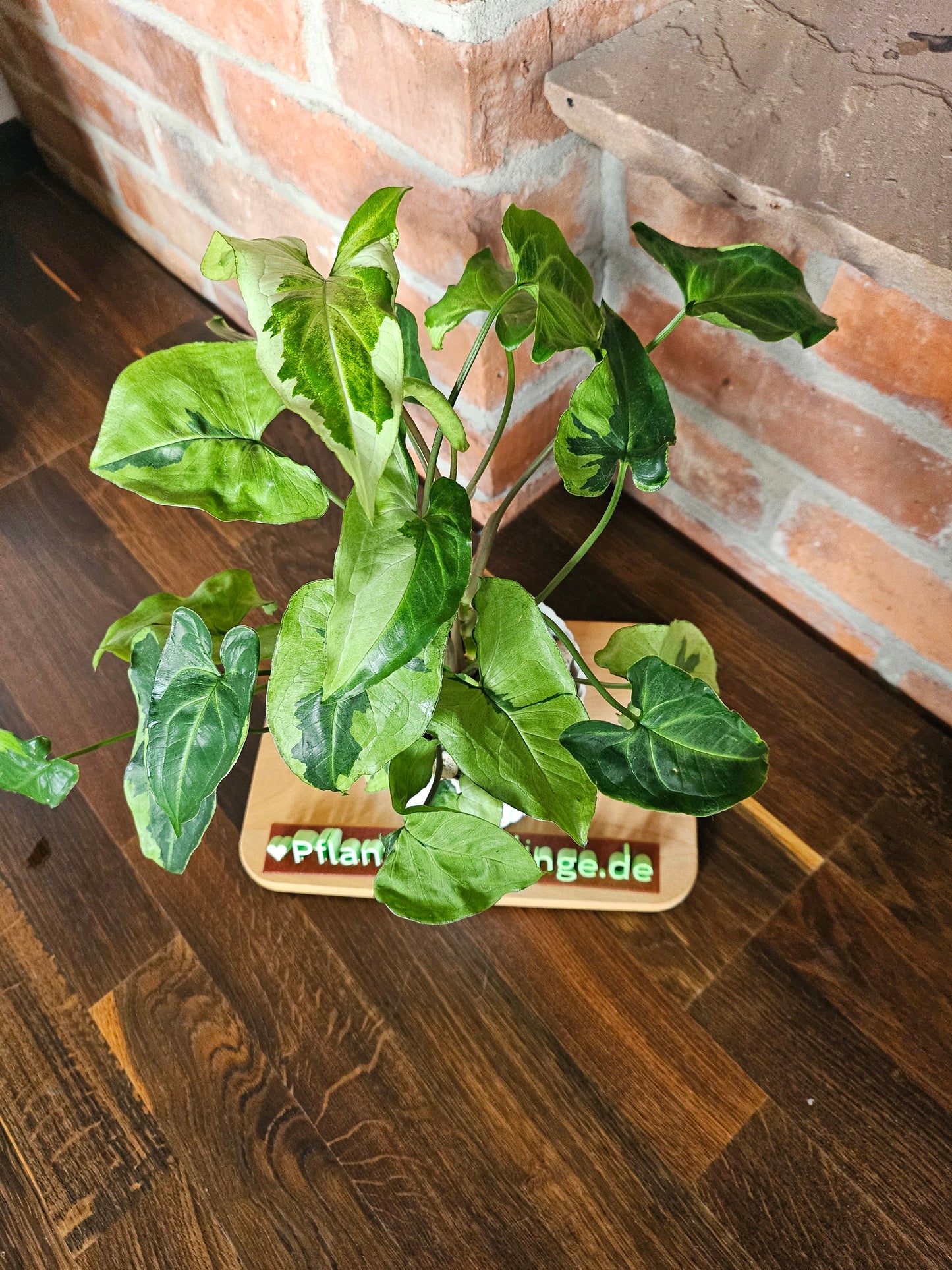 Syngonium three kings Pflanze