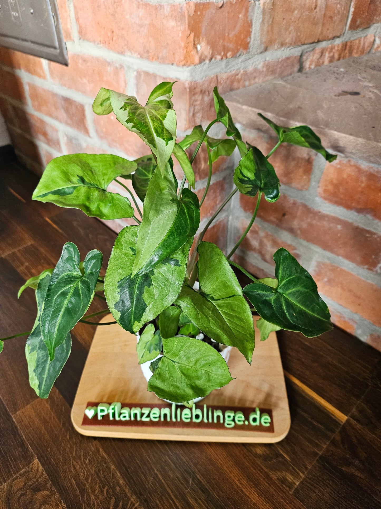 Syngonium three kings Pflanze