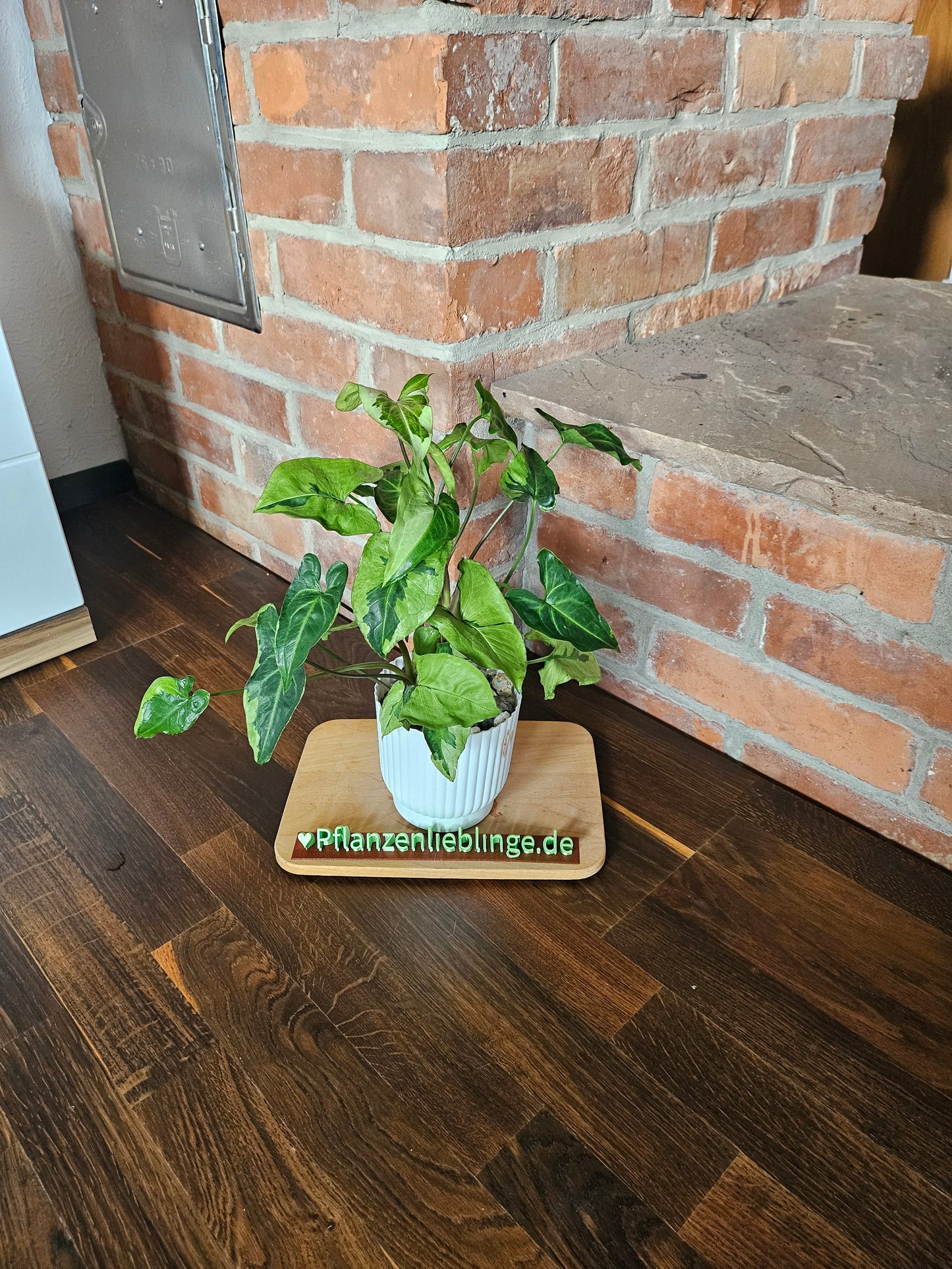 Syngonium three kings Pflanze