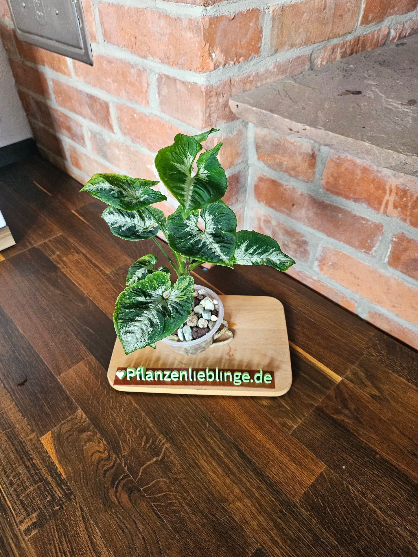 Syngonium scrambled eggs Pflanze