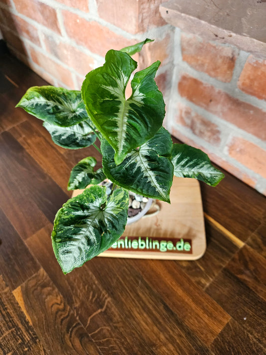 Syngonium scrambled eggs Pflanze