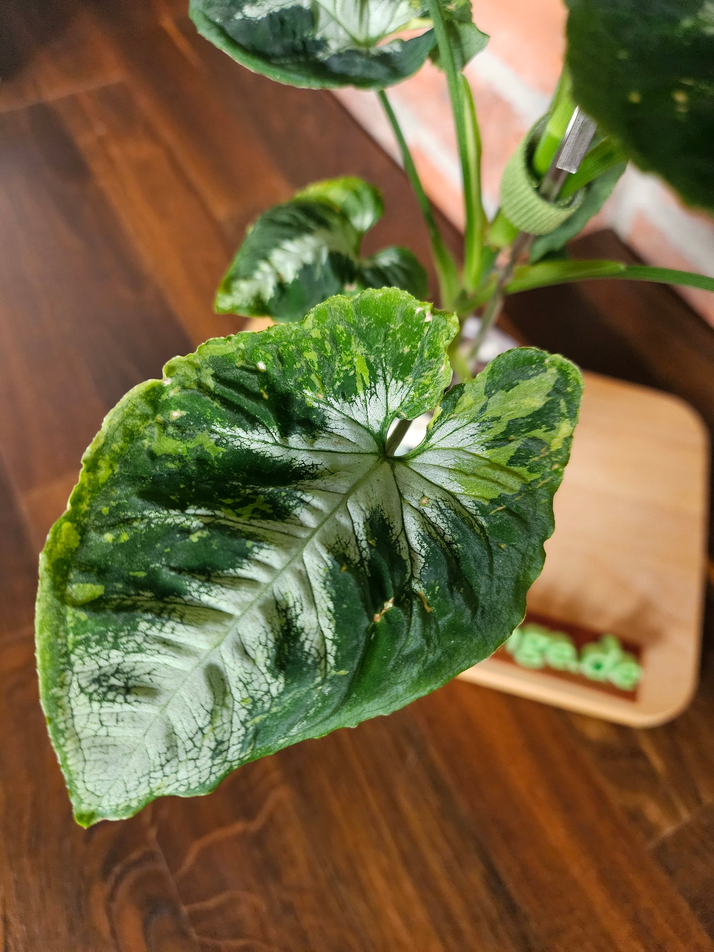 Syngonium scrambled eggs Pflanze