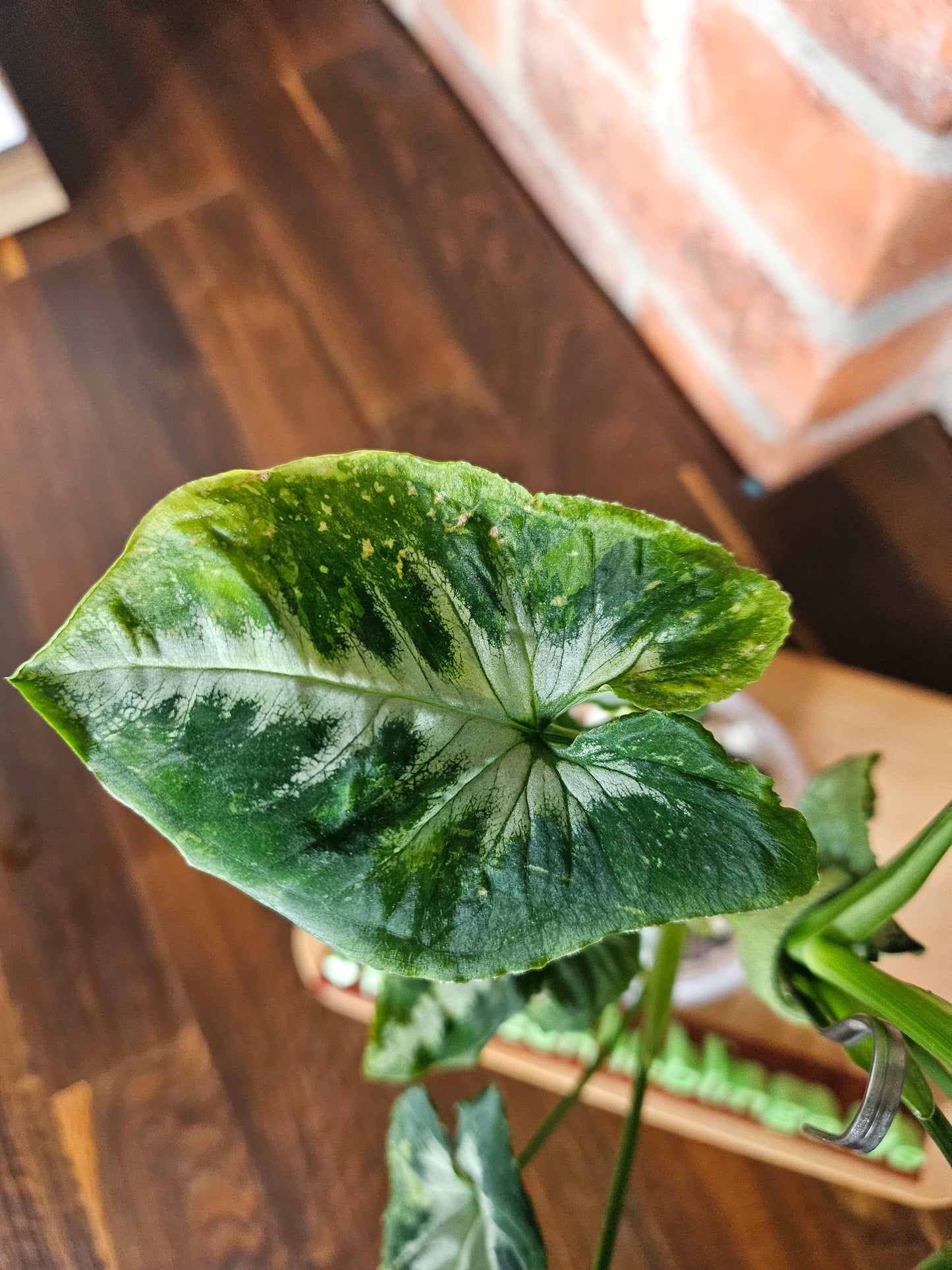 Syngonium scrambled eggs Pflanze