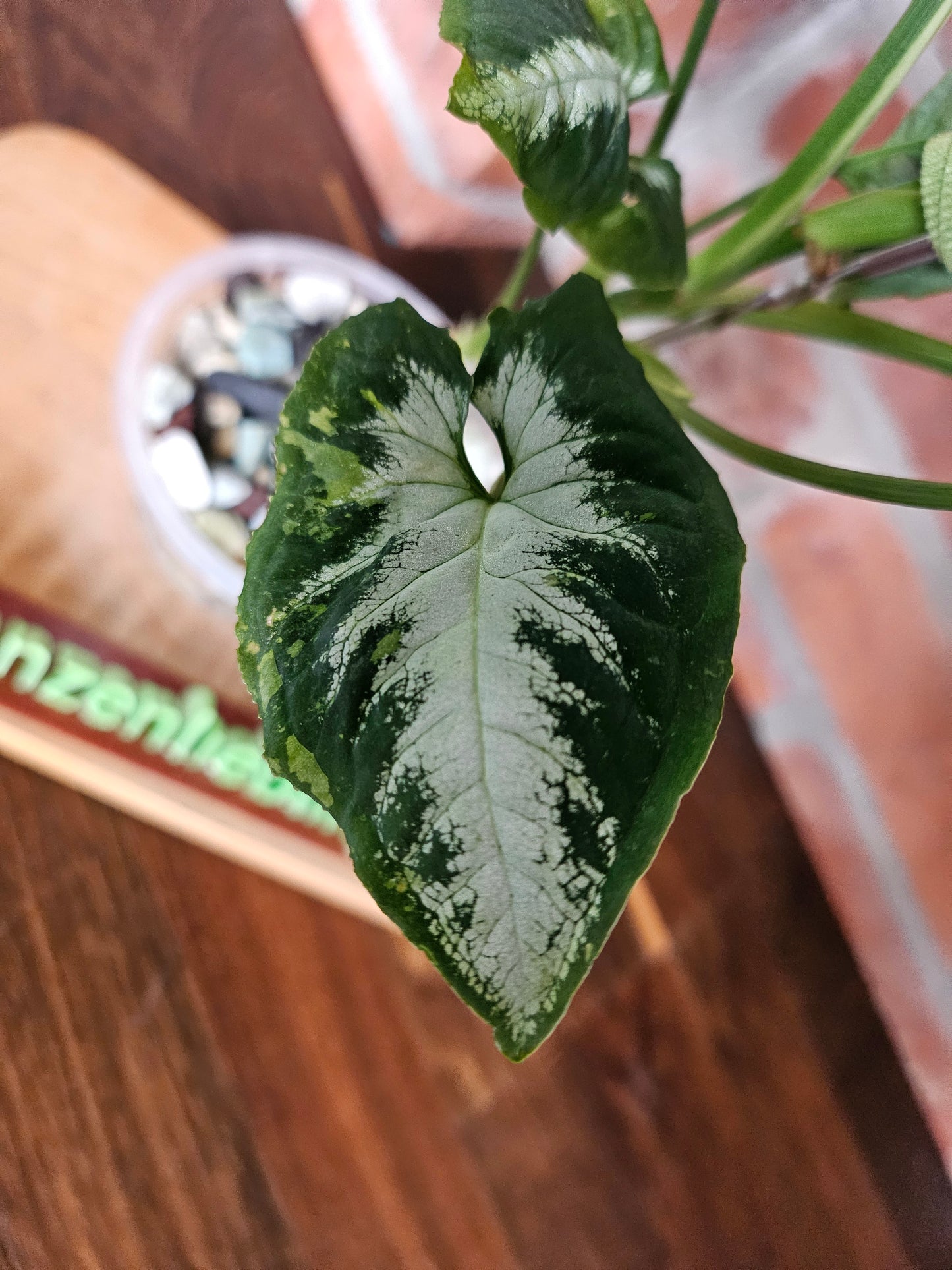 Syngonium scrambled eggs Pflanze