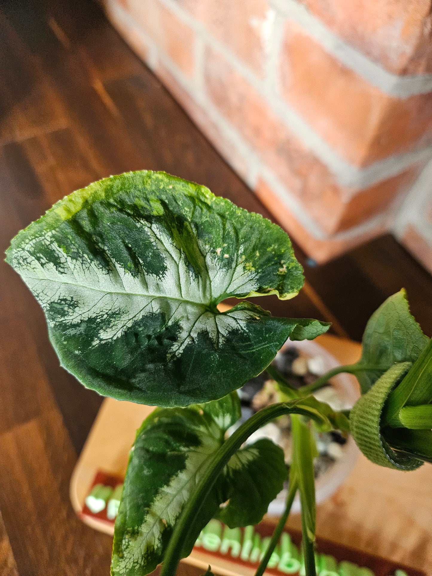 Syngonium scrambled eggs Pflanze