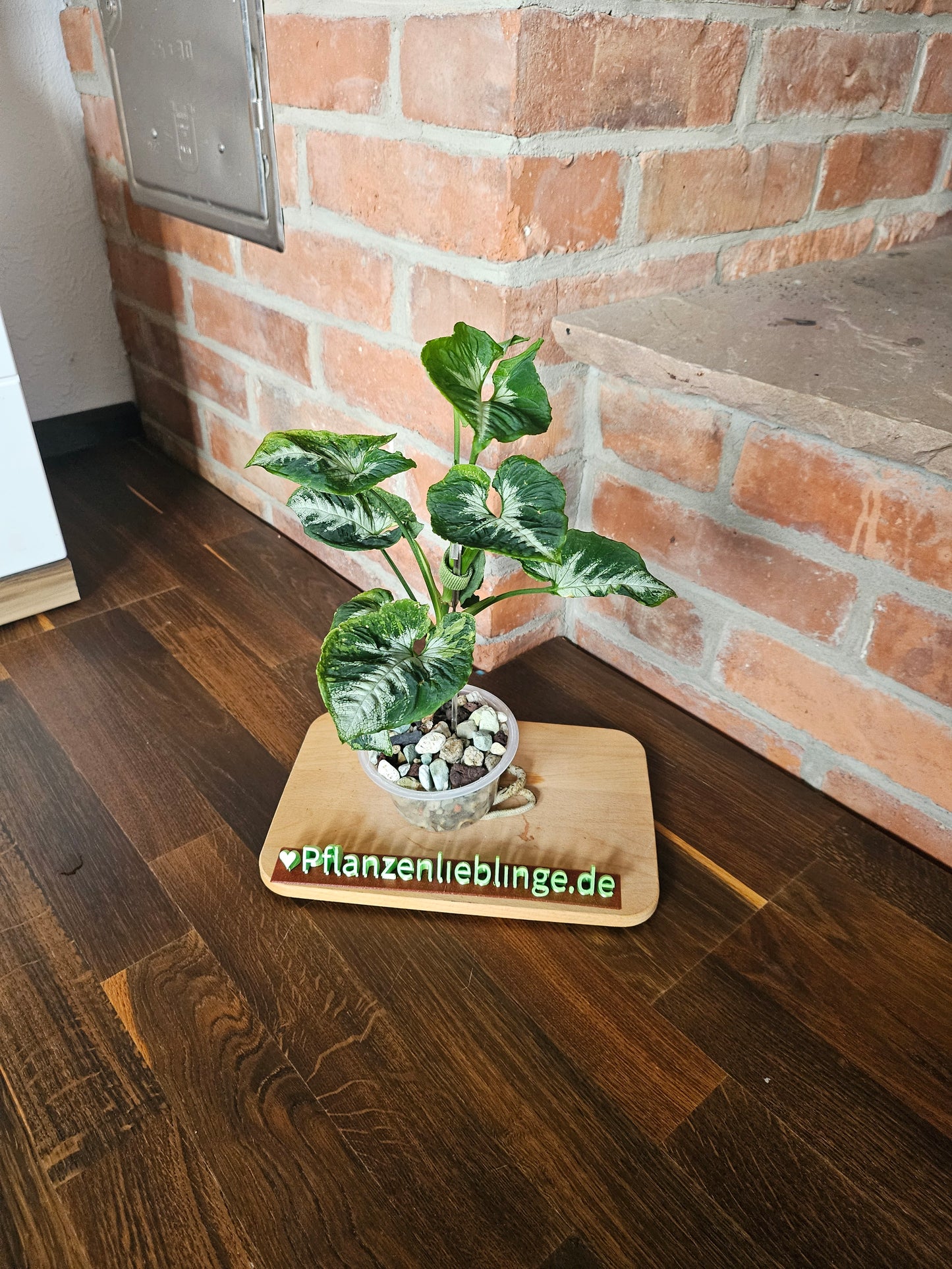 Syngonium scrambled eggs Pflanze