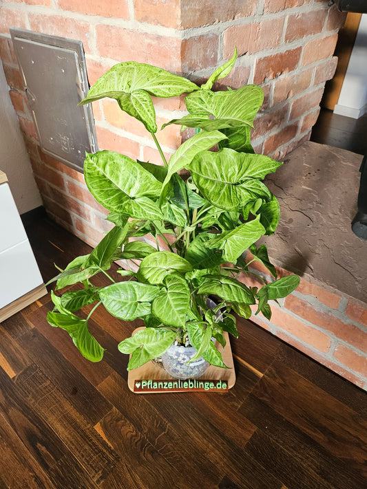 Syngonium Panda white form white Panda Rarität