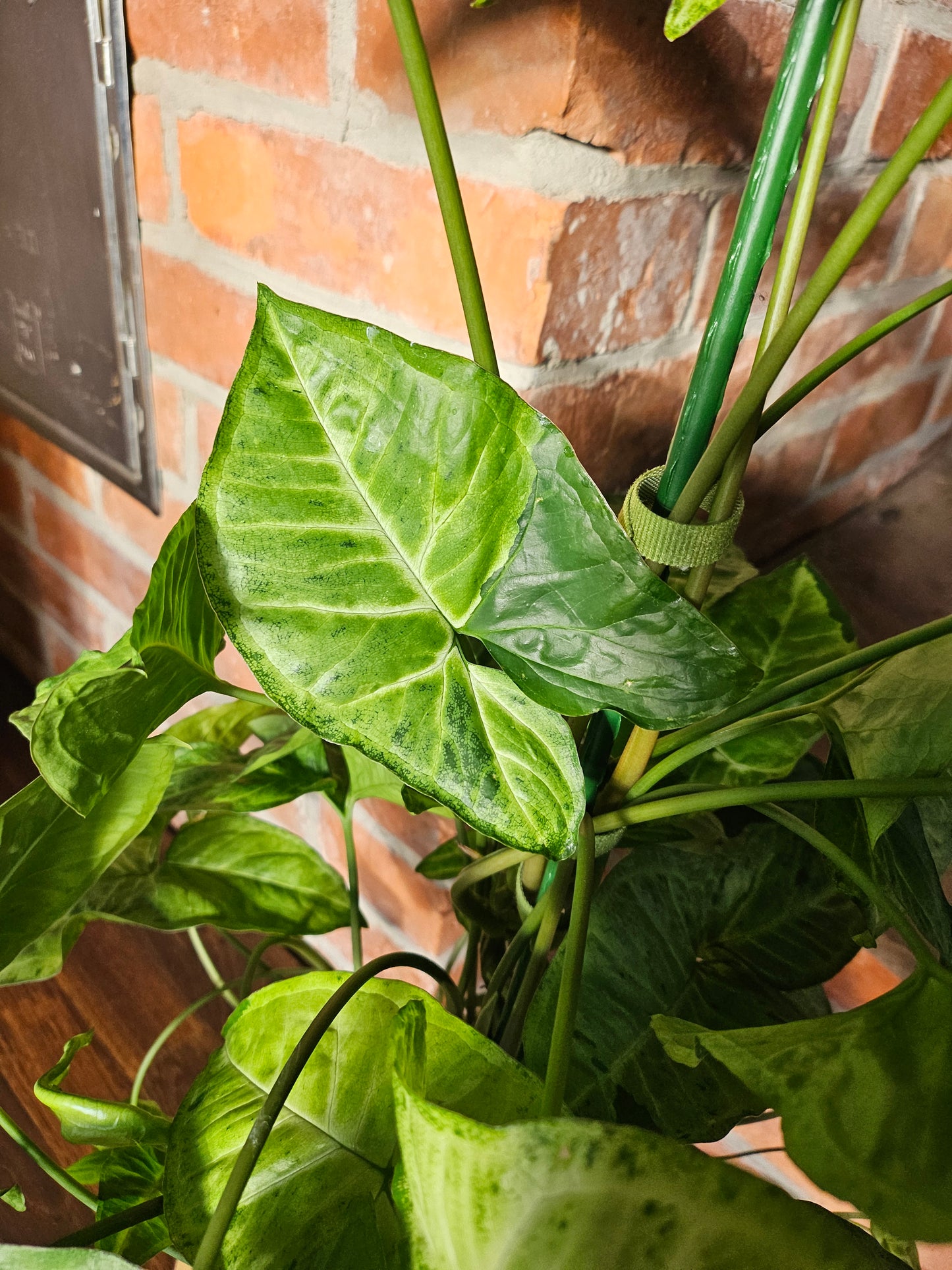 Syngonium Panda white form white Panda Rarität