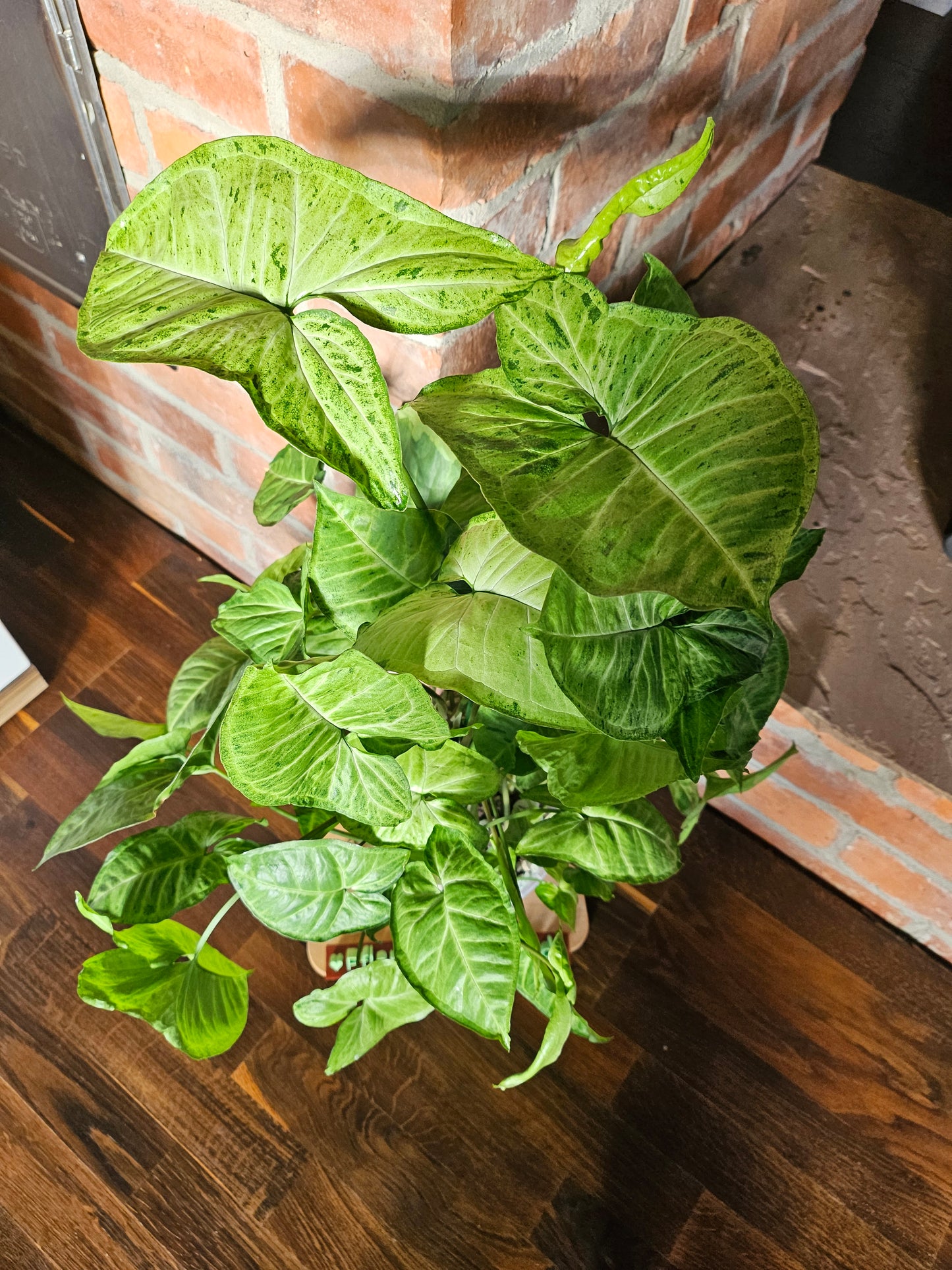 Syngonium Panda white form white Panda Rarität