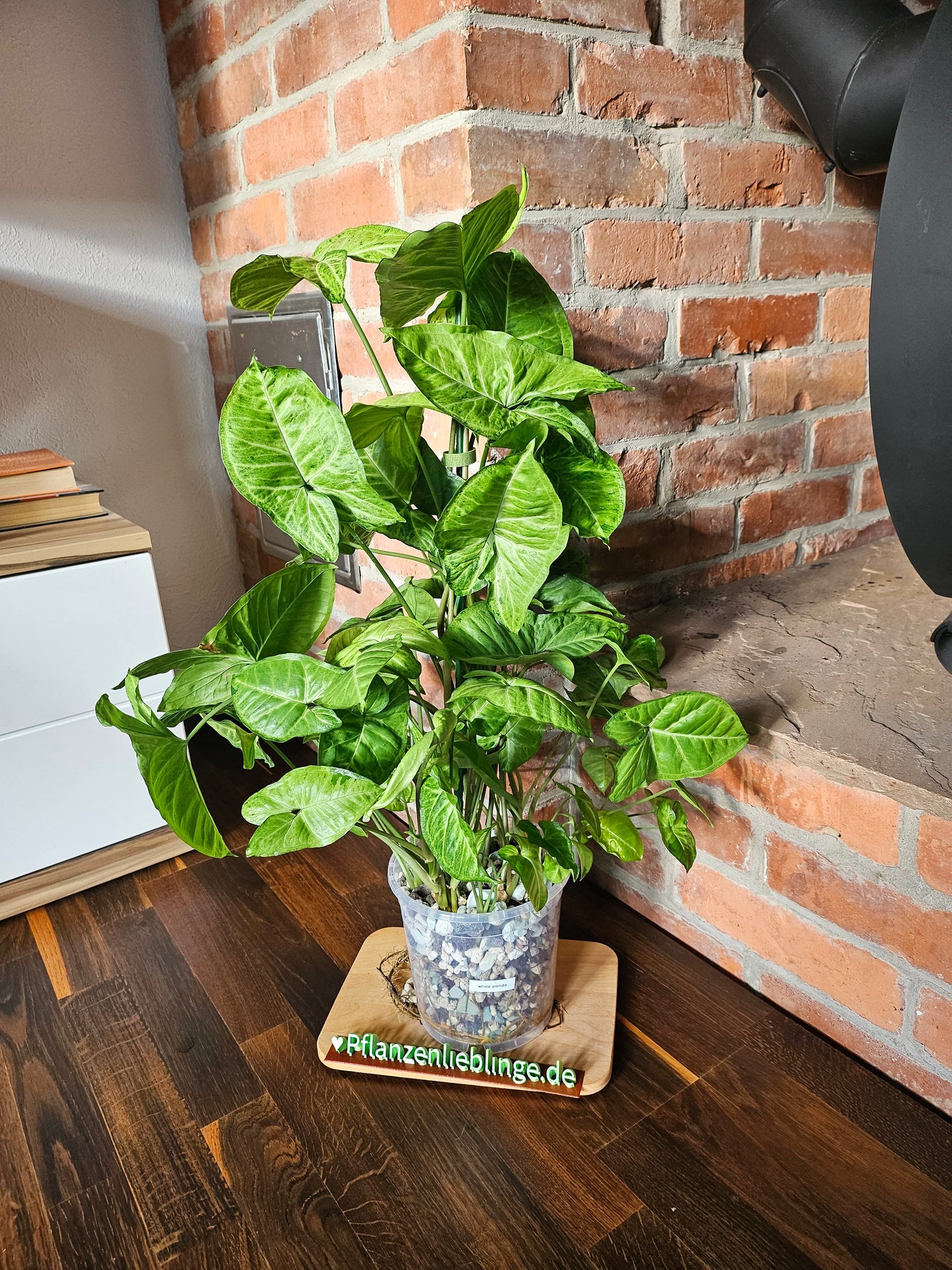 Syngonium Panda white form white Panda Rarität