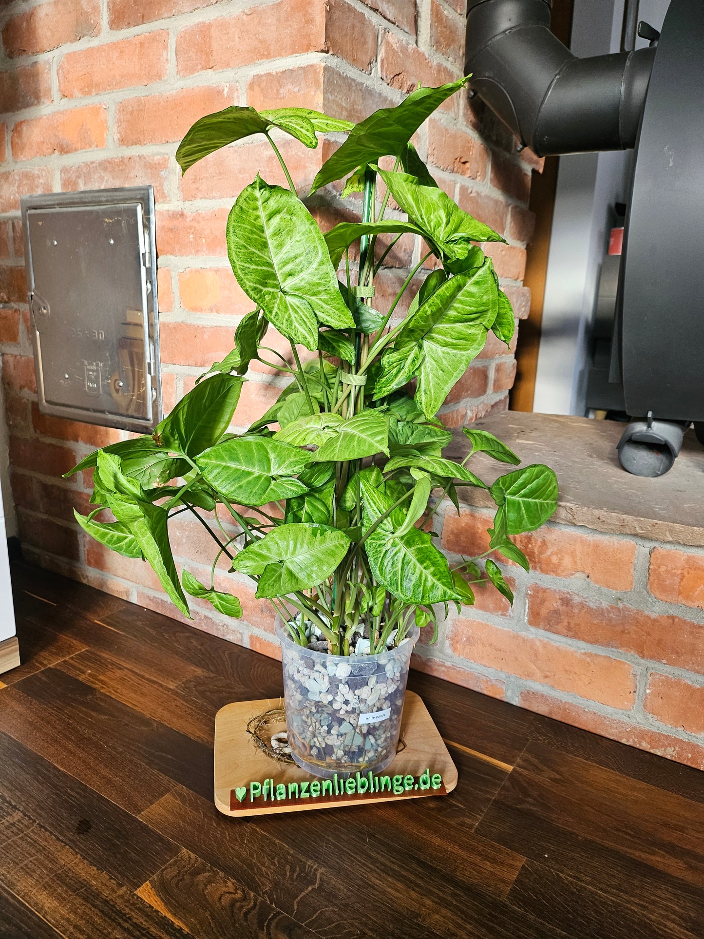 Syngonium Panda white form white Panda Rarität