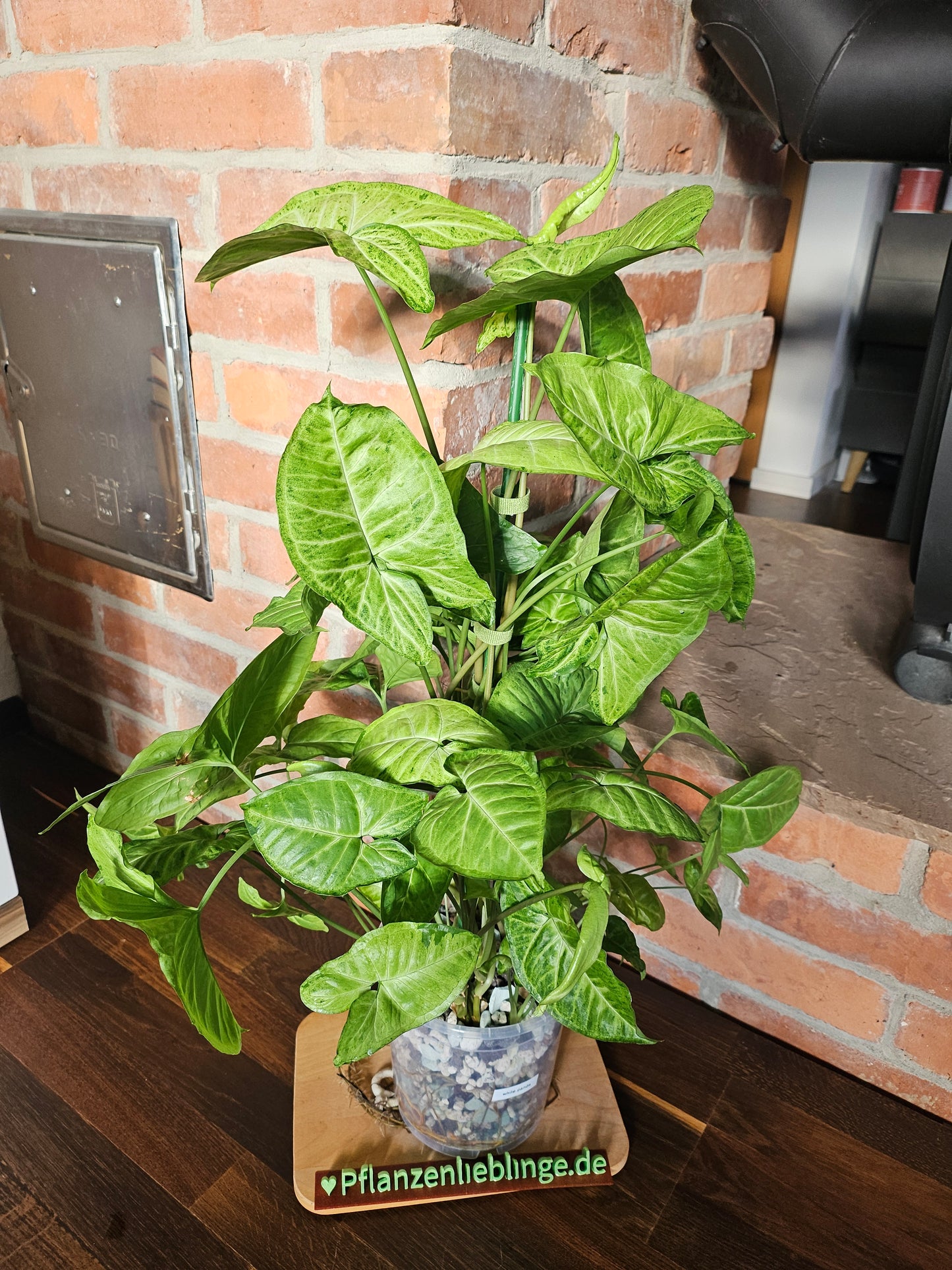 Syngonium Panda white form white Panda Rarität