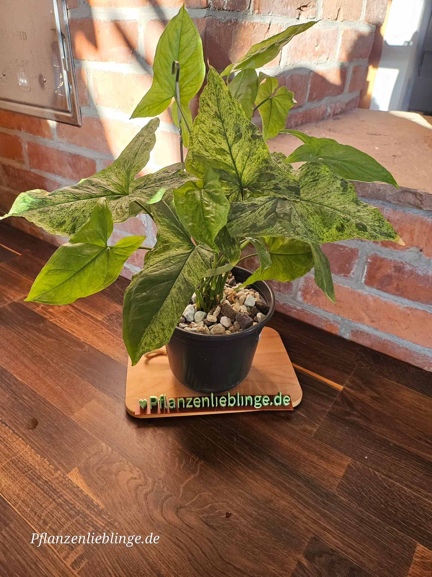 Syngonium Mottled Mojito