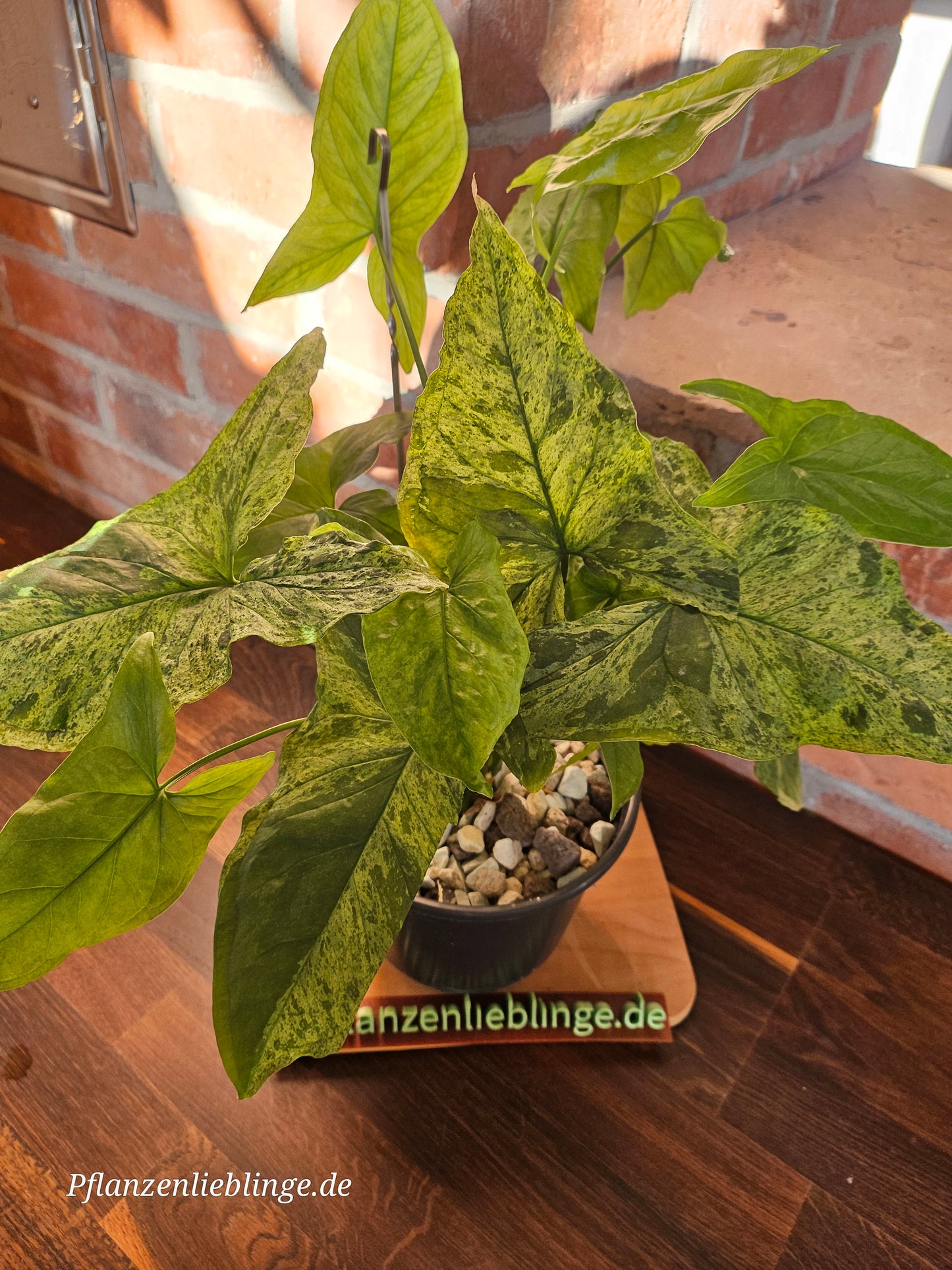 Syngonium Mottled Mojito