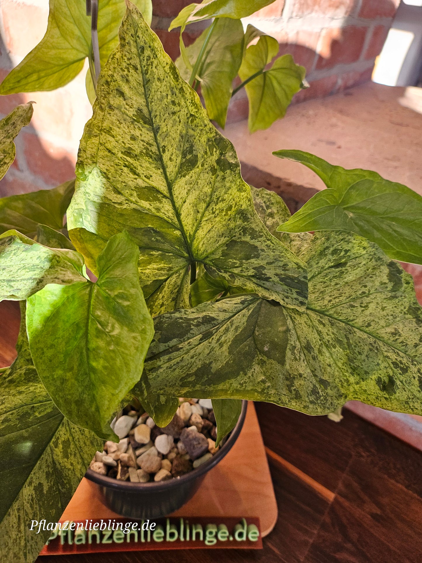 Syngonium Mottled Mojito