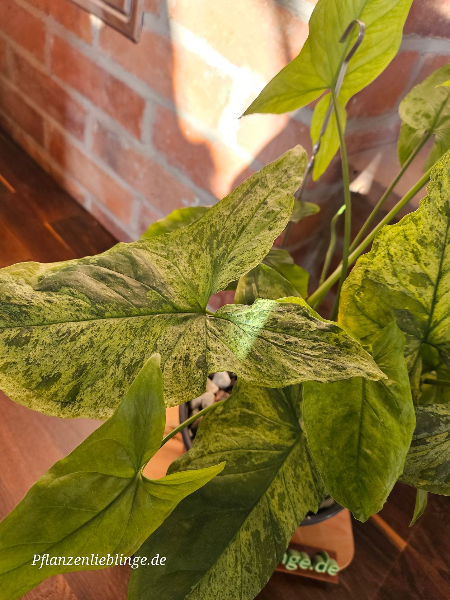 Syngonium Mottled Mojito