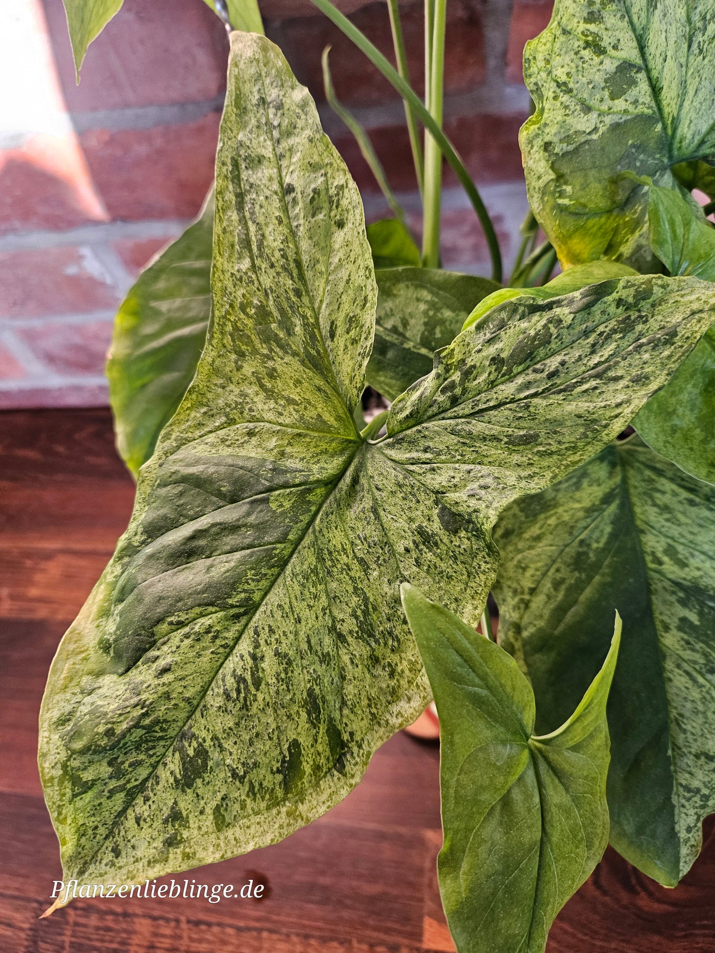 Syngonium Mottled Mojito