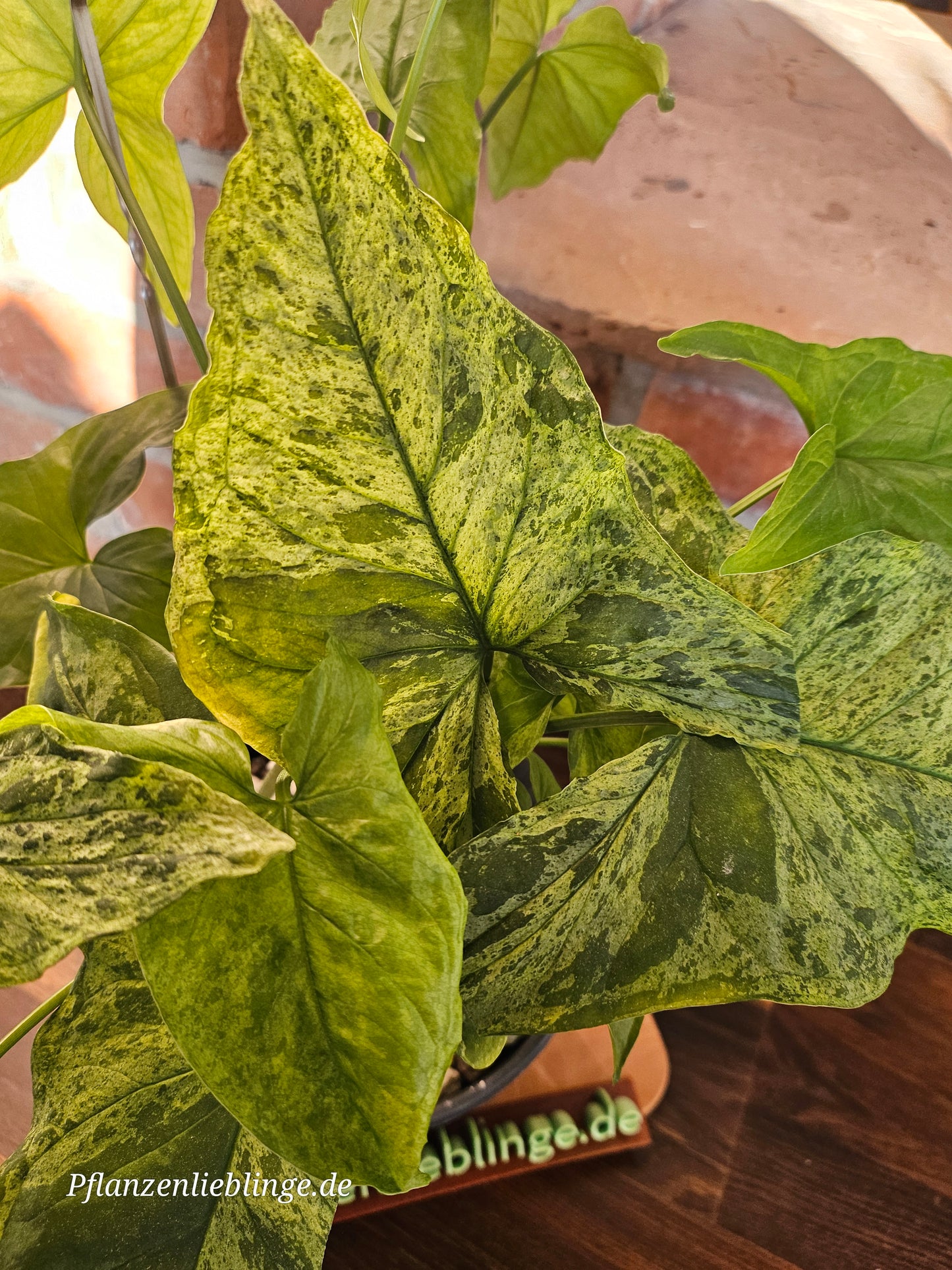 Syngonium Mottled Mojito
