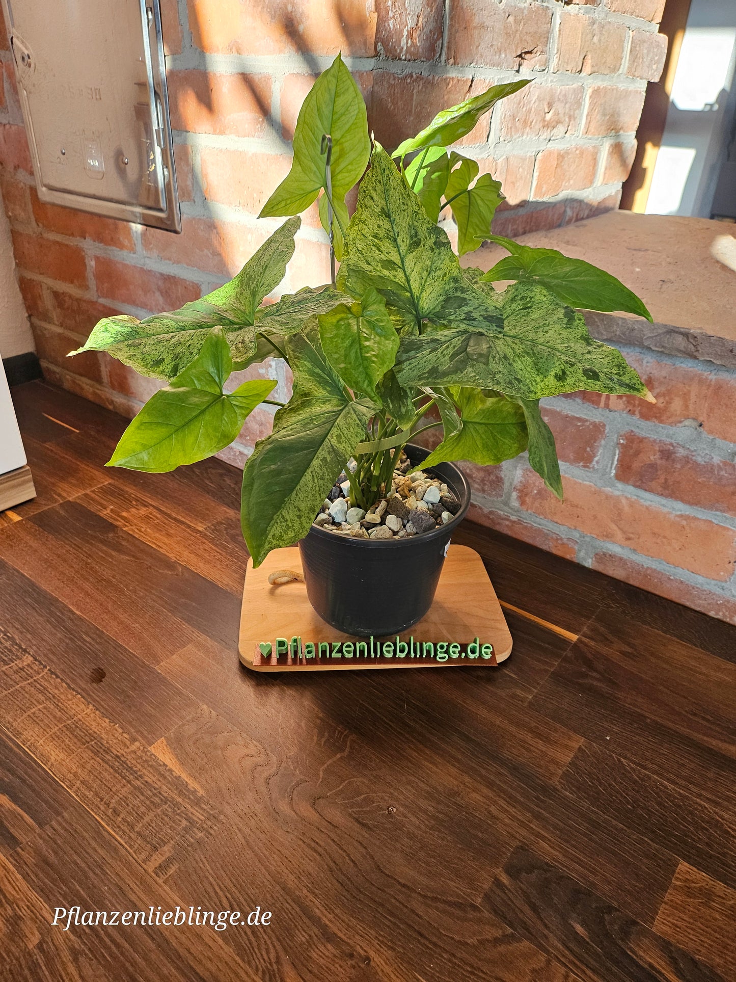 Syngonium Mottled Mojito