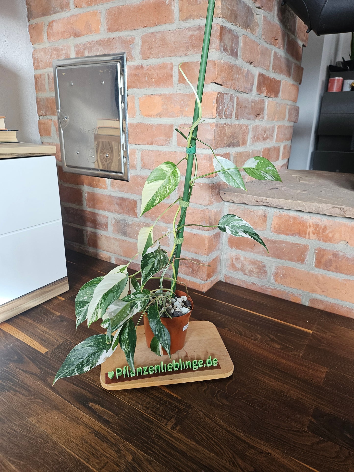 Epipremnumn Pinnatum variegata Pflanze