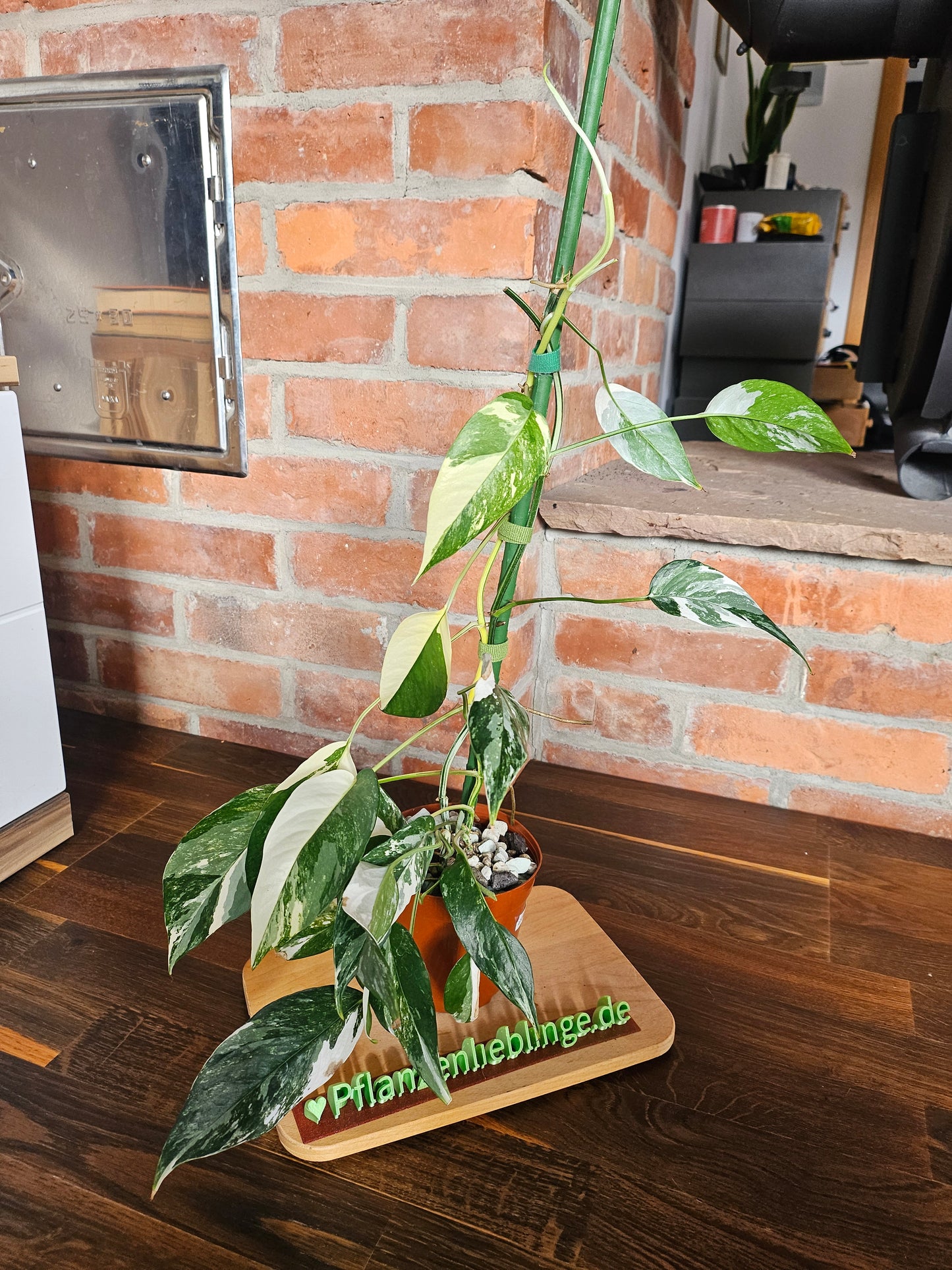 Epipremnumn Pinnatum variegata Pflanze