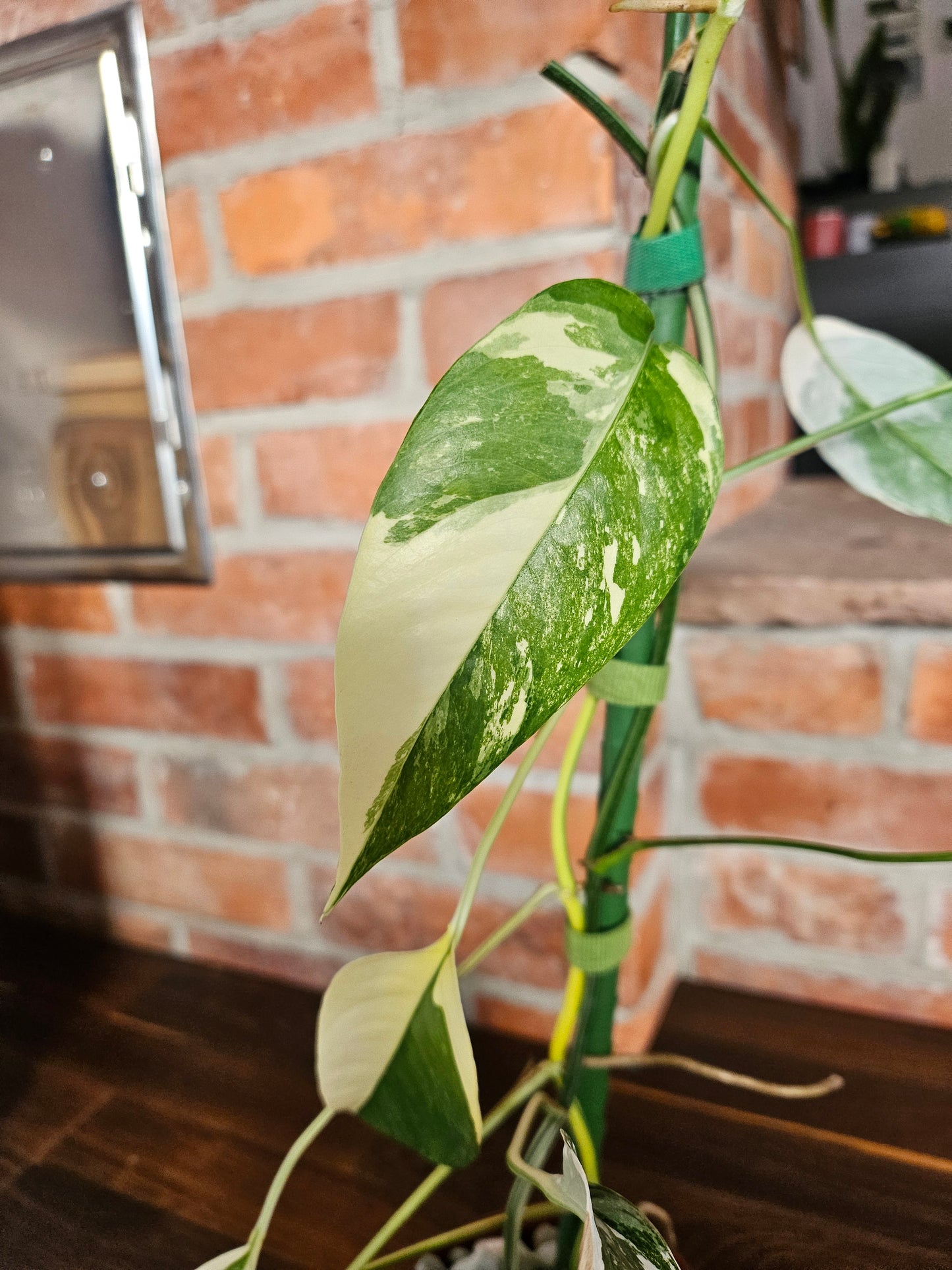 Epipremnumn Pinnatum variegata Pflanze