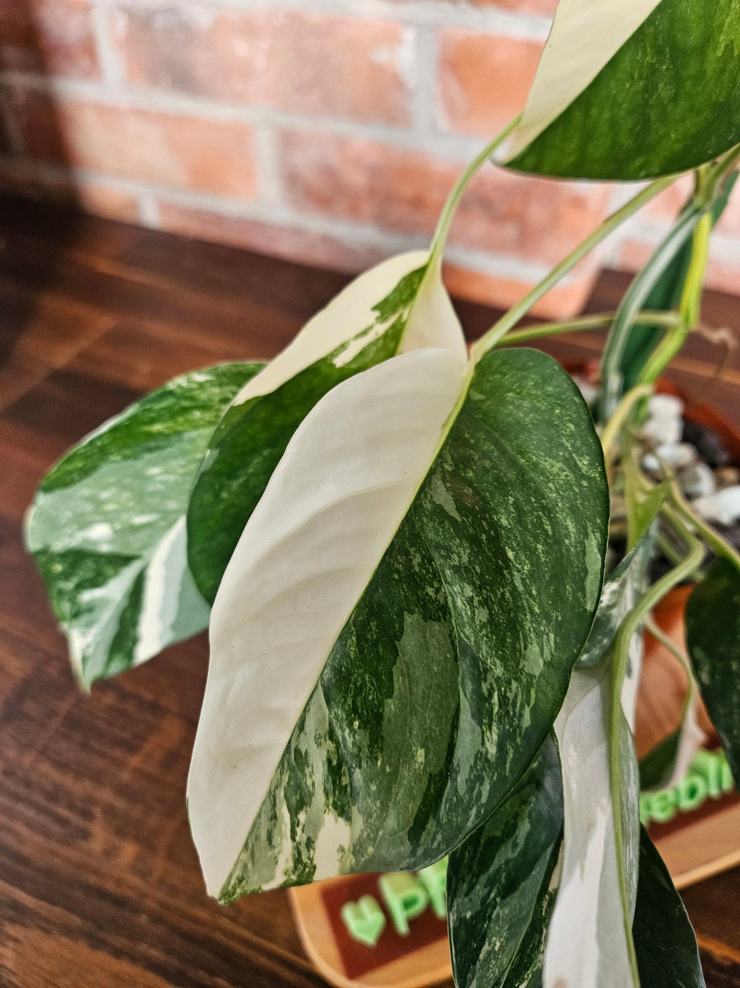 Epipremnumn Pinnatum variegata Pflanze