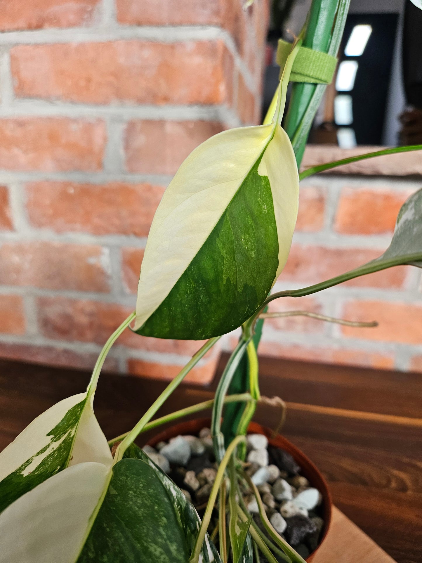 Epipremnumn Pinnatum variegata Pflanze