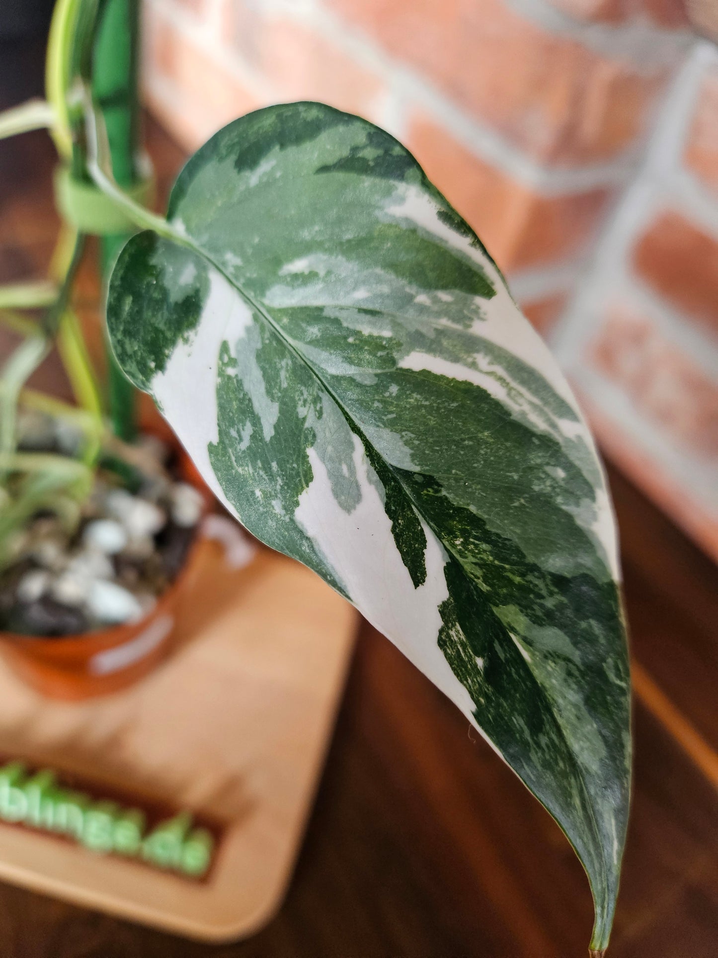 Epipremnumn Pinnatum variegata Pflanze