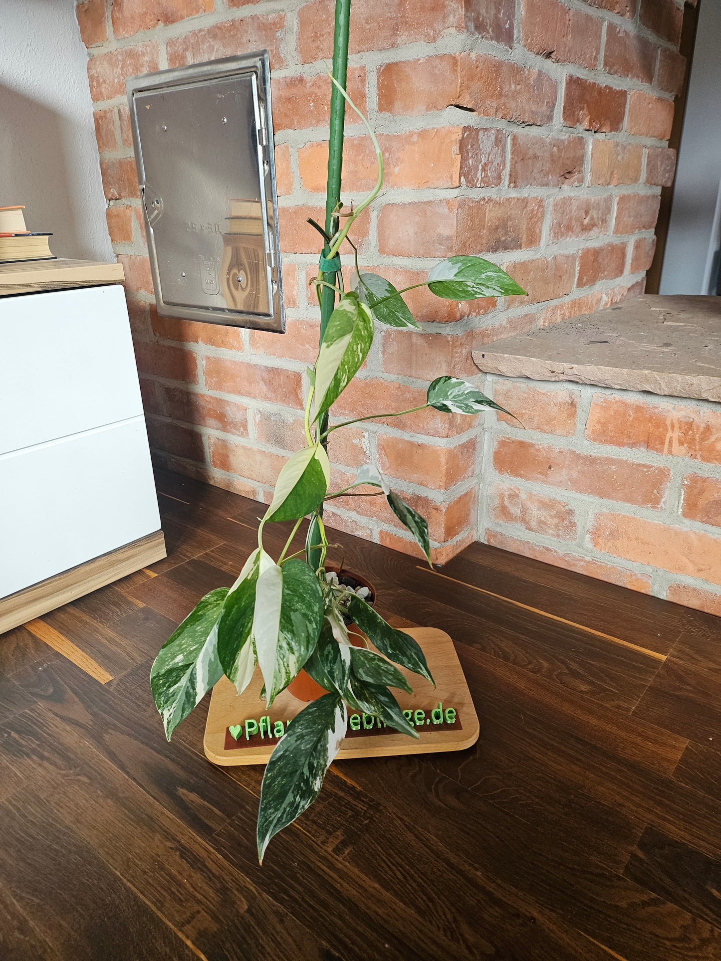 Epipremnumn Pinnatum variegata Pflanze