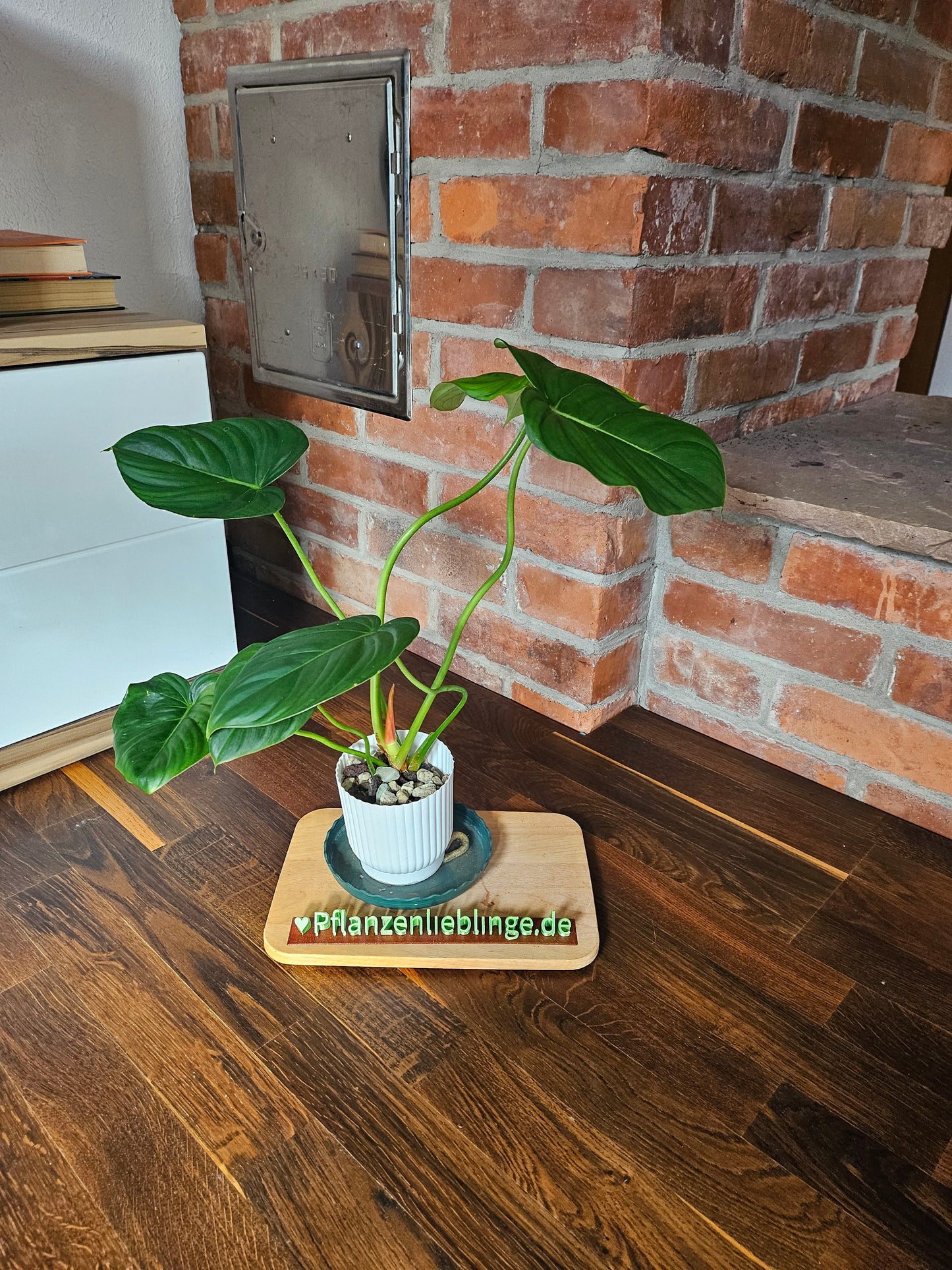 Philodendron Pastazanum Pflanze