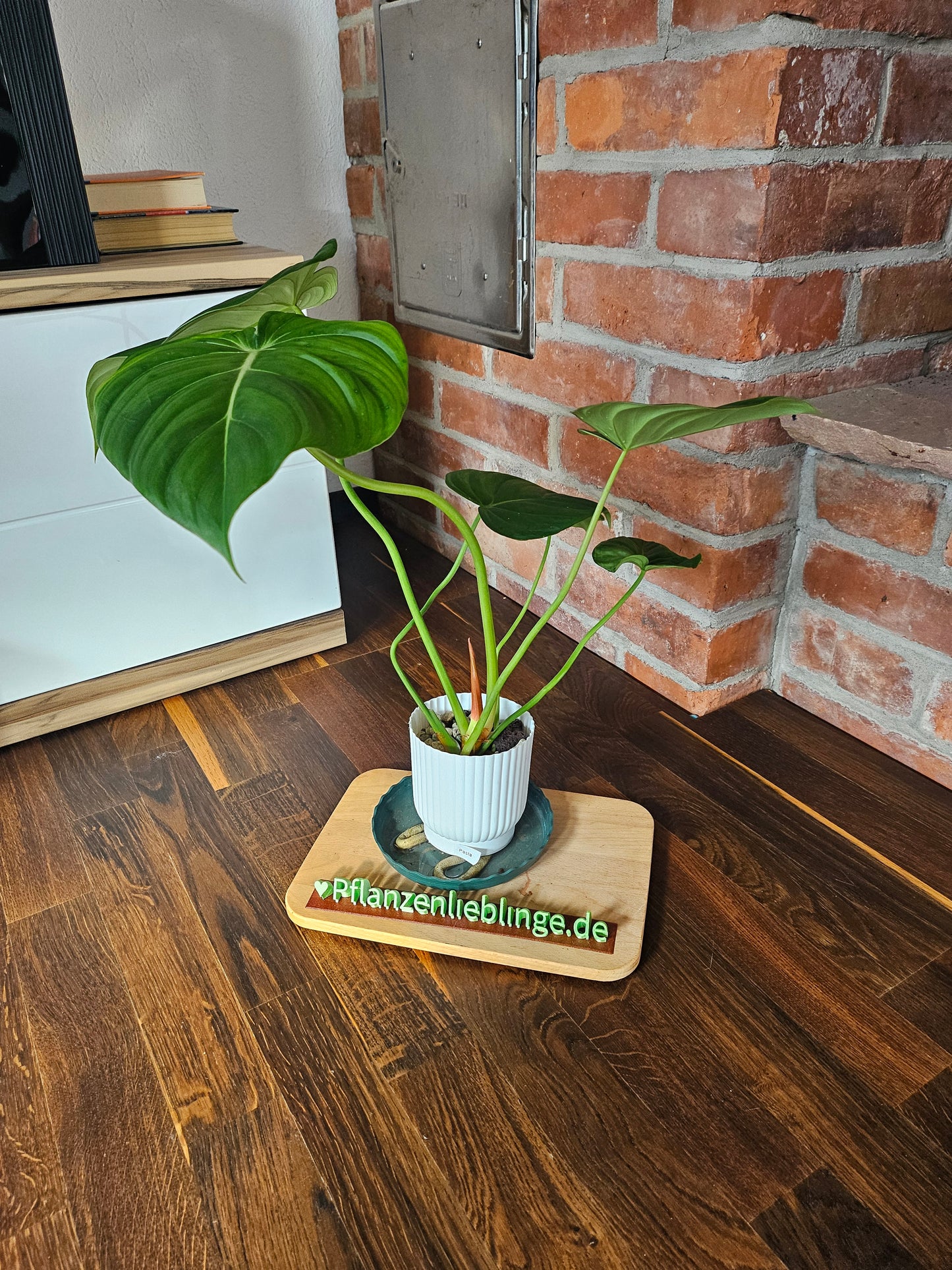 Philodendron Pastazanum Pflanze