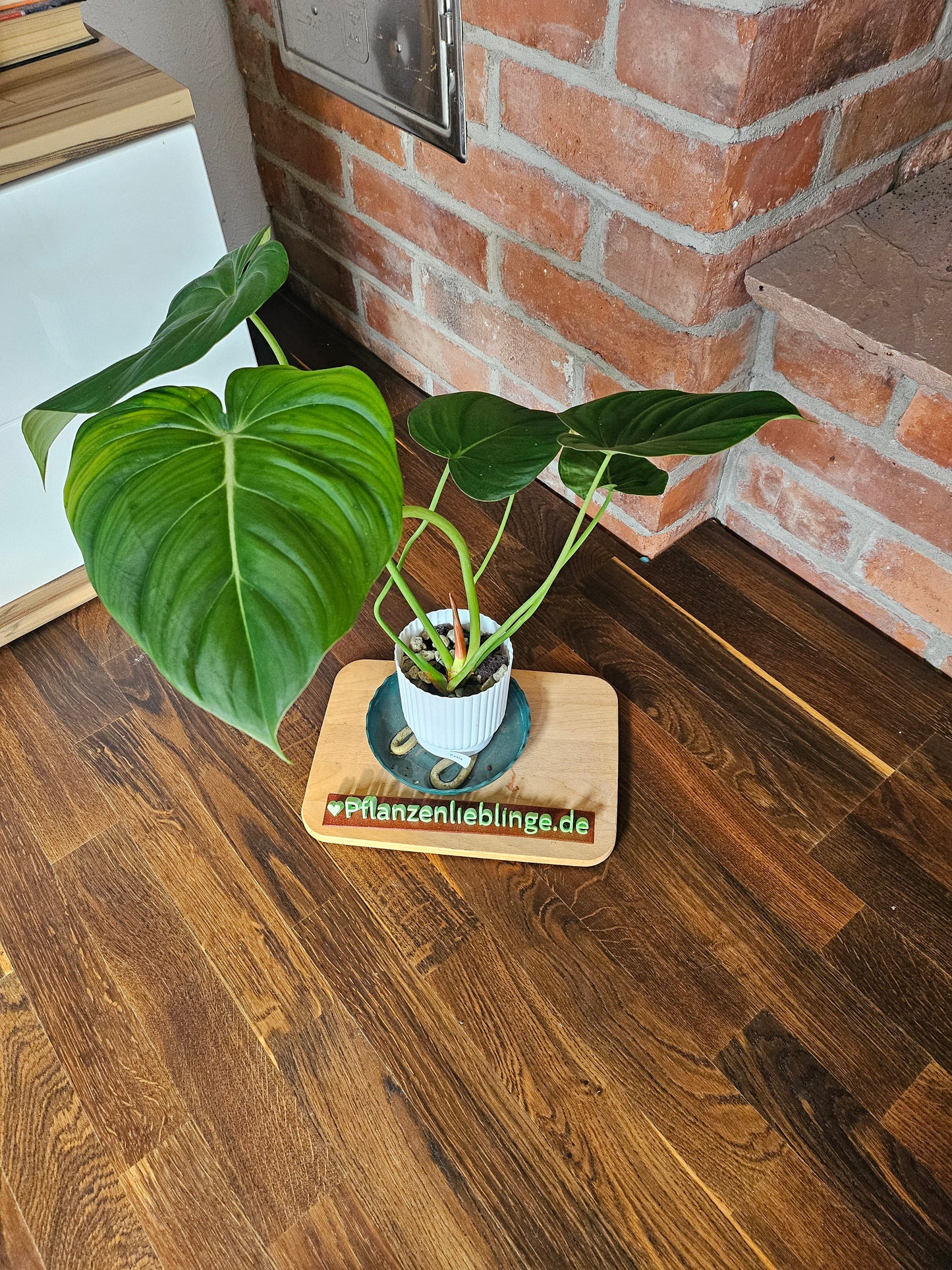 Philodendron Pastazanum Pflanze