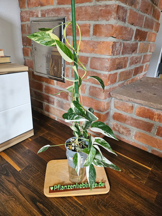 Epipremnum pinnatum variegata Pflanze