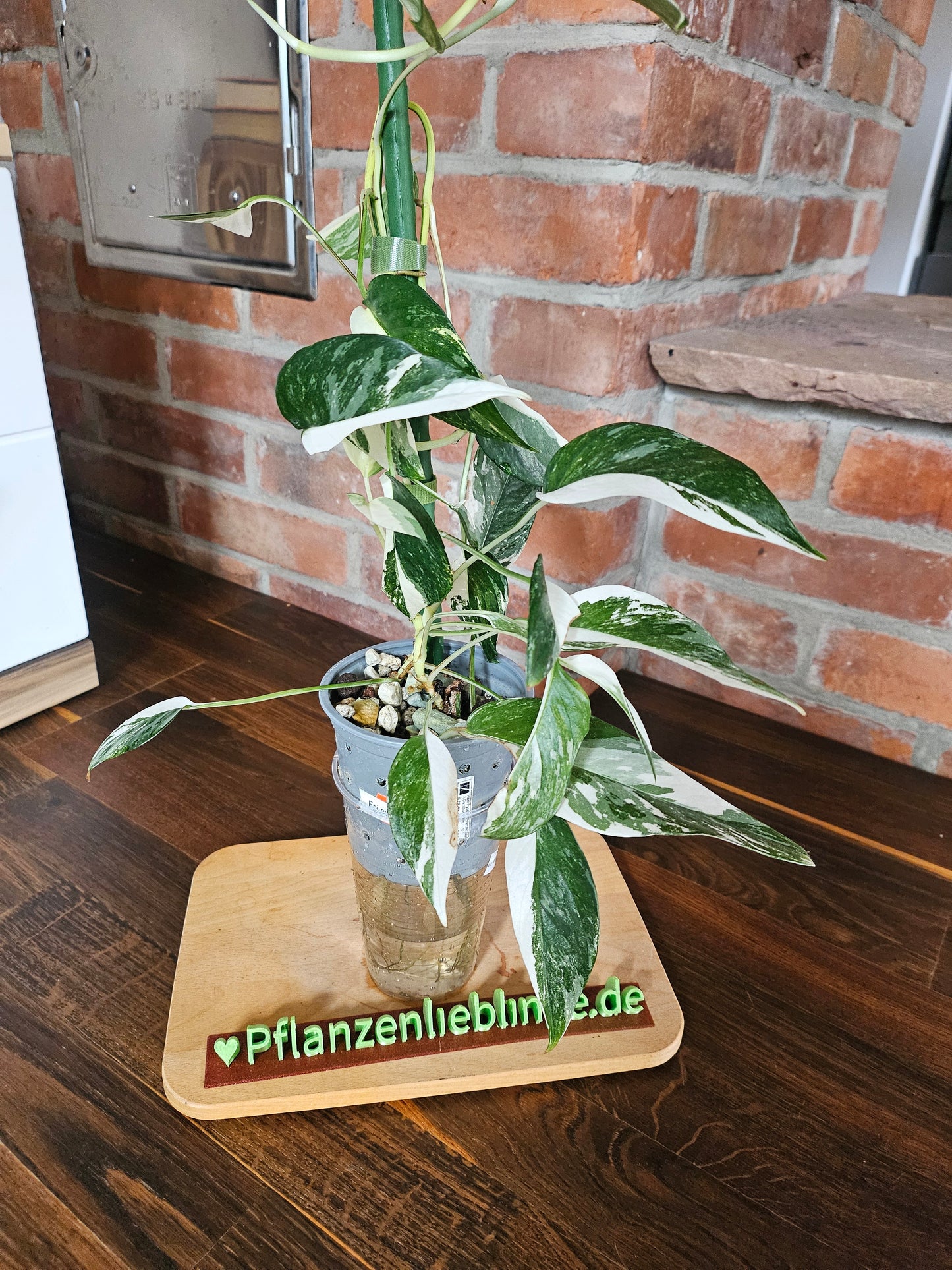 Epipremnum pinnatum variegata Pflanze