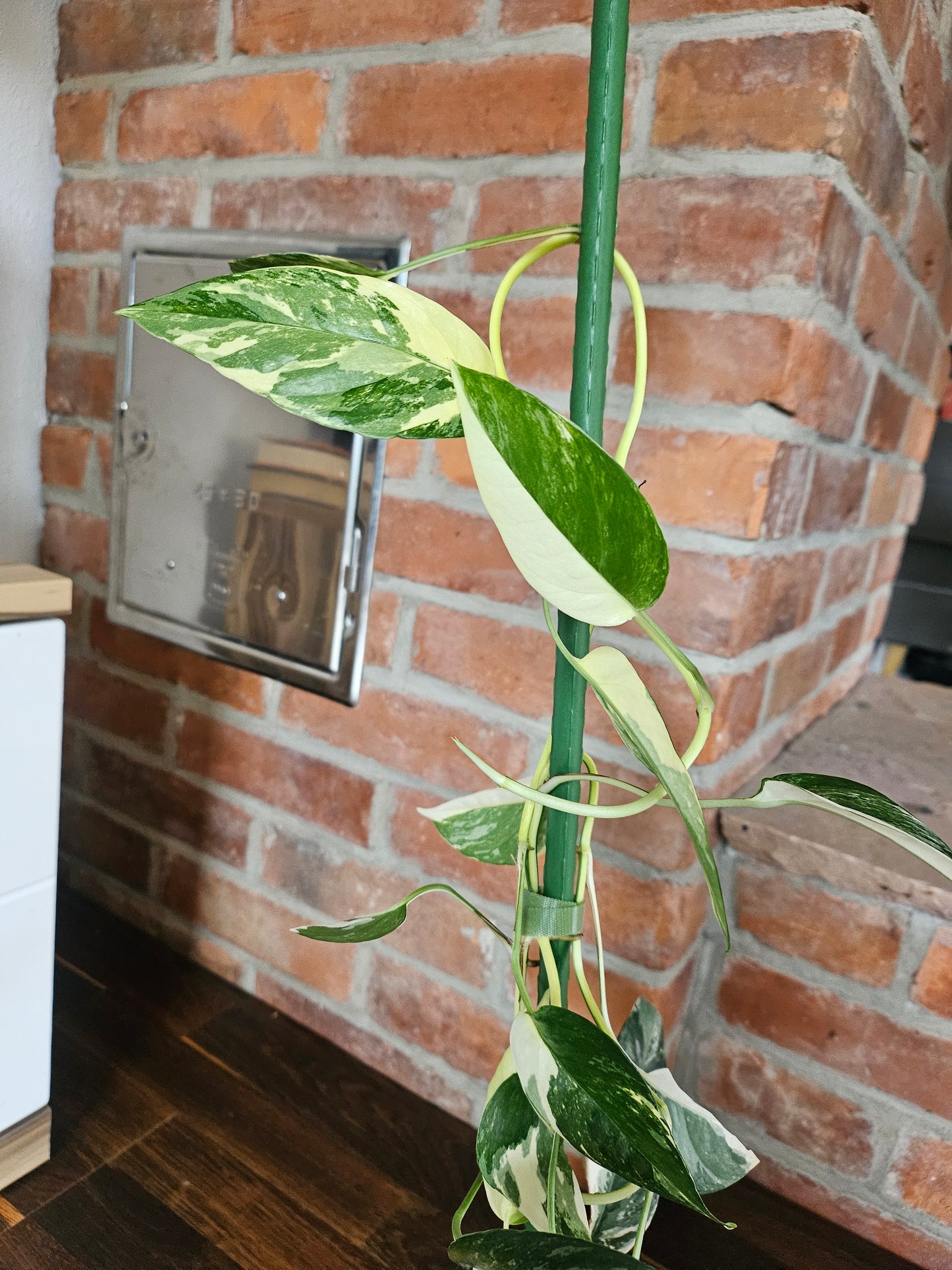 Epipremnum pinnatum variegata Pflanze