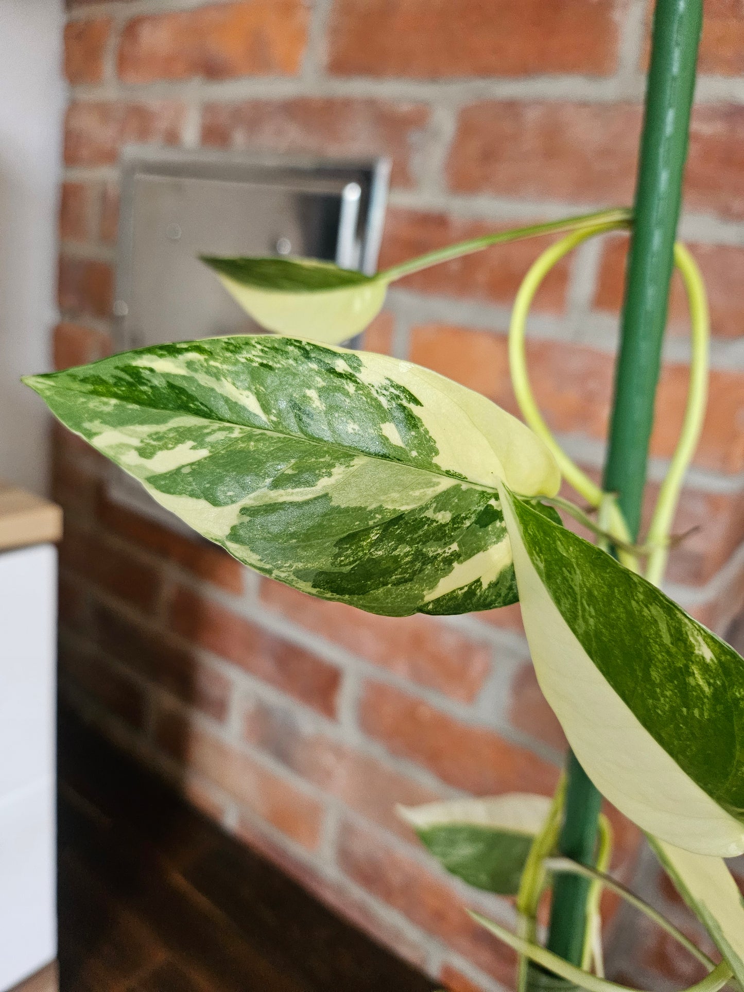 Epipremnum pinnatum variegata Pflanze