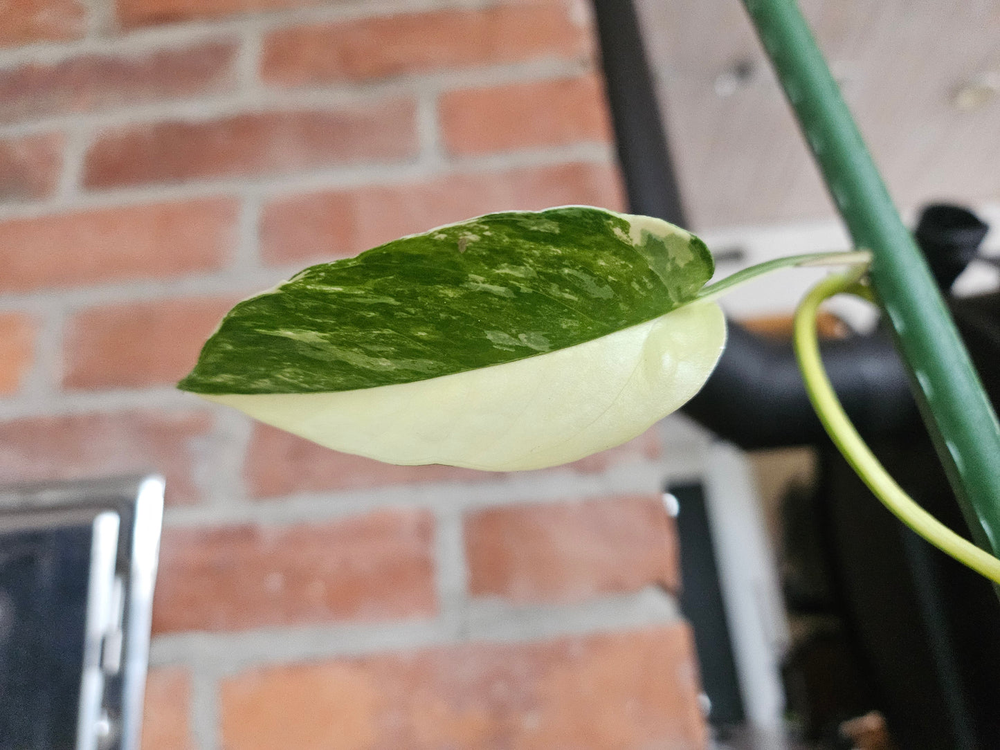 Epipremnum pinnatum variegata Pflanze