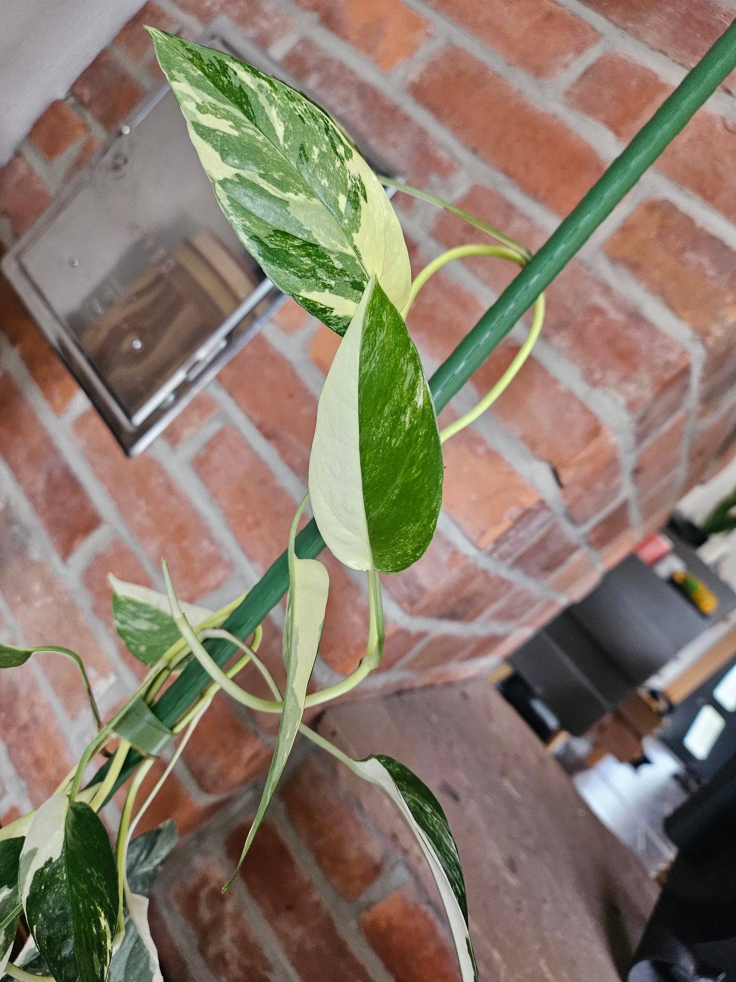 Epipremnum pinnatum variegata Pflanze
