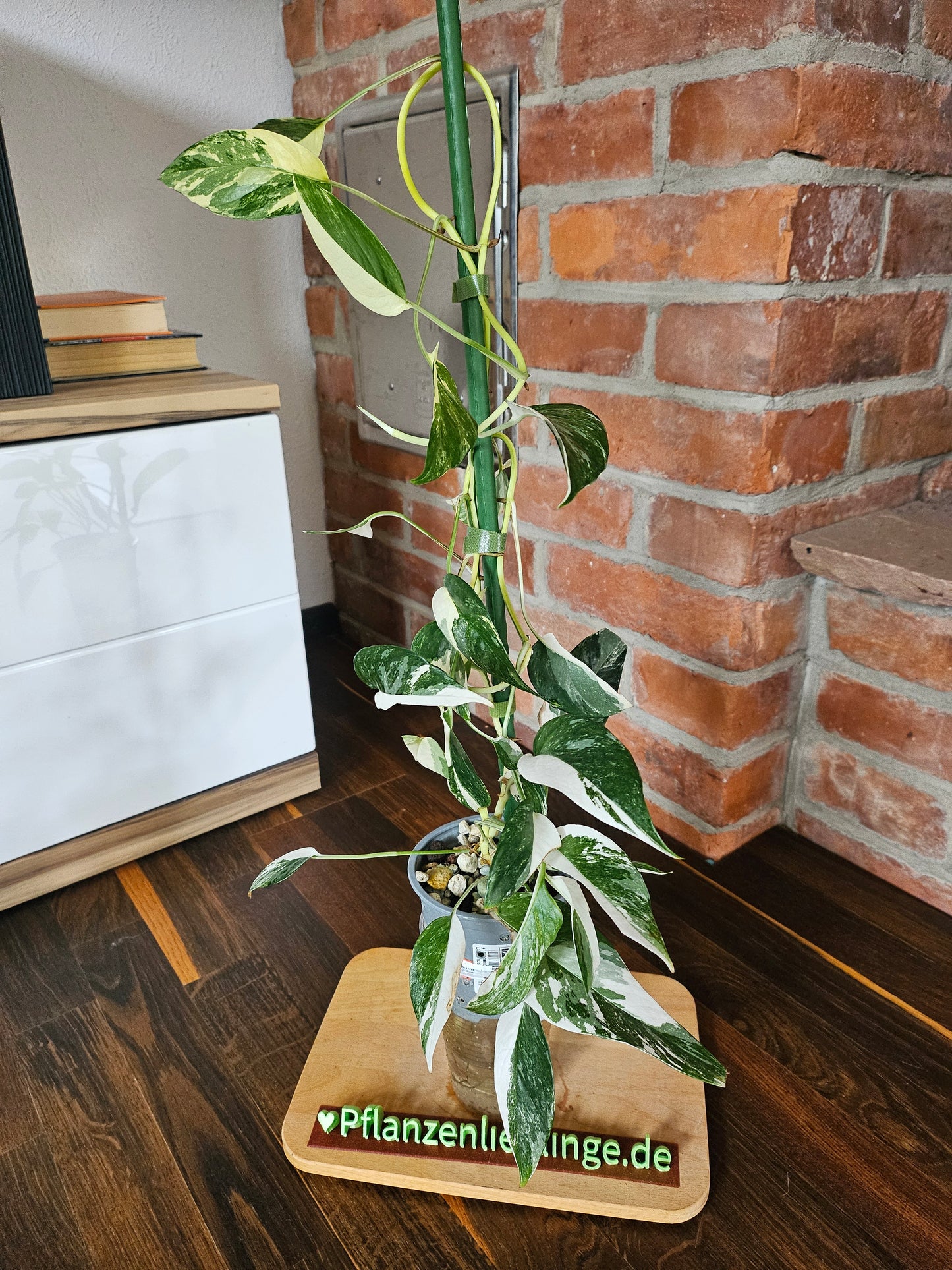 Epipremnum pinnatum variegata Pflanze