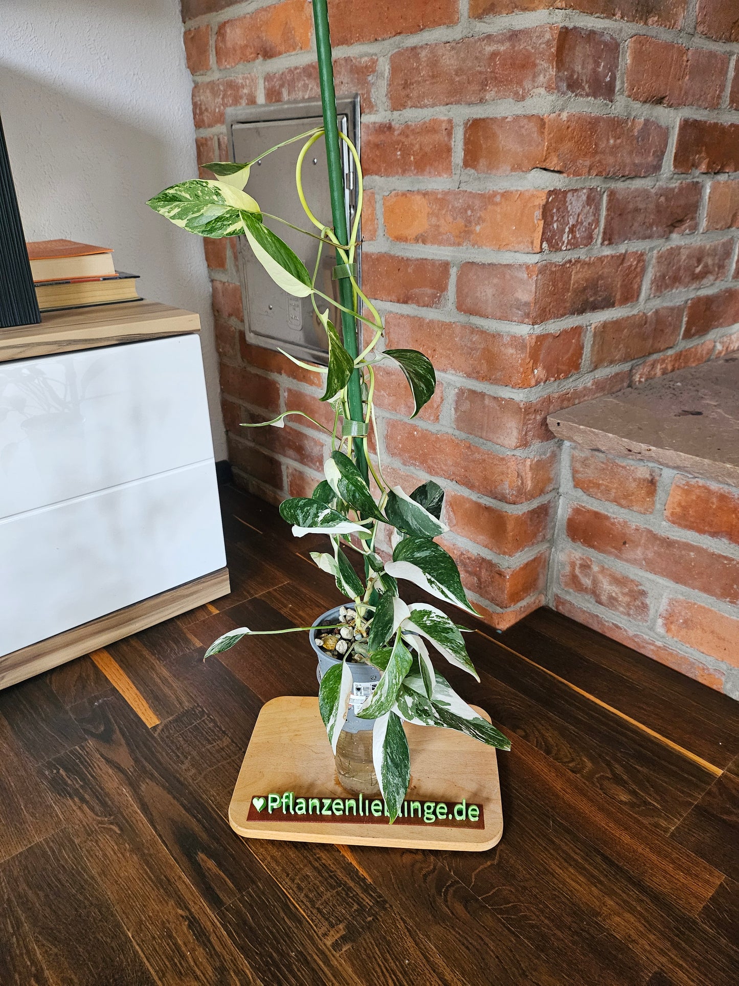 Epipremnum pinnatum variegata Pflanze